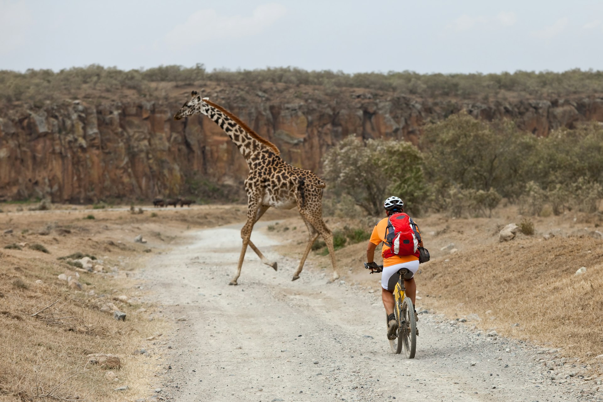 A giraffe crossing in the way of a mountain biker at Hell's Gate National Park in Kenya
