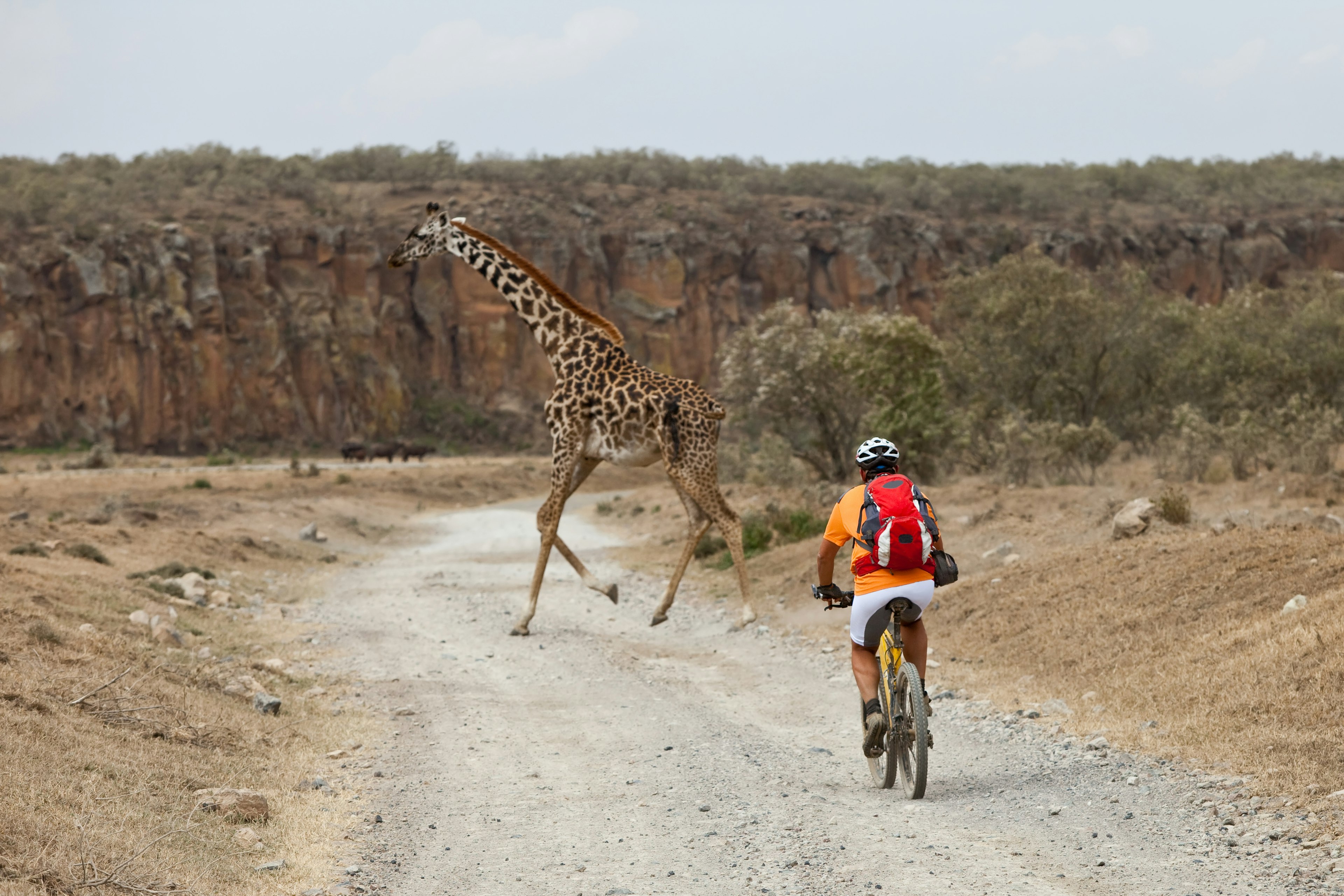 A giraffe crossing in the way of a mountain biker at Hell's Gate National Park in Kenya