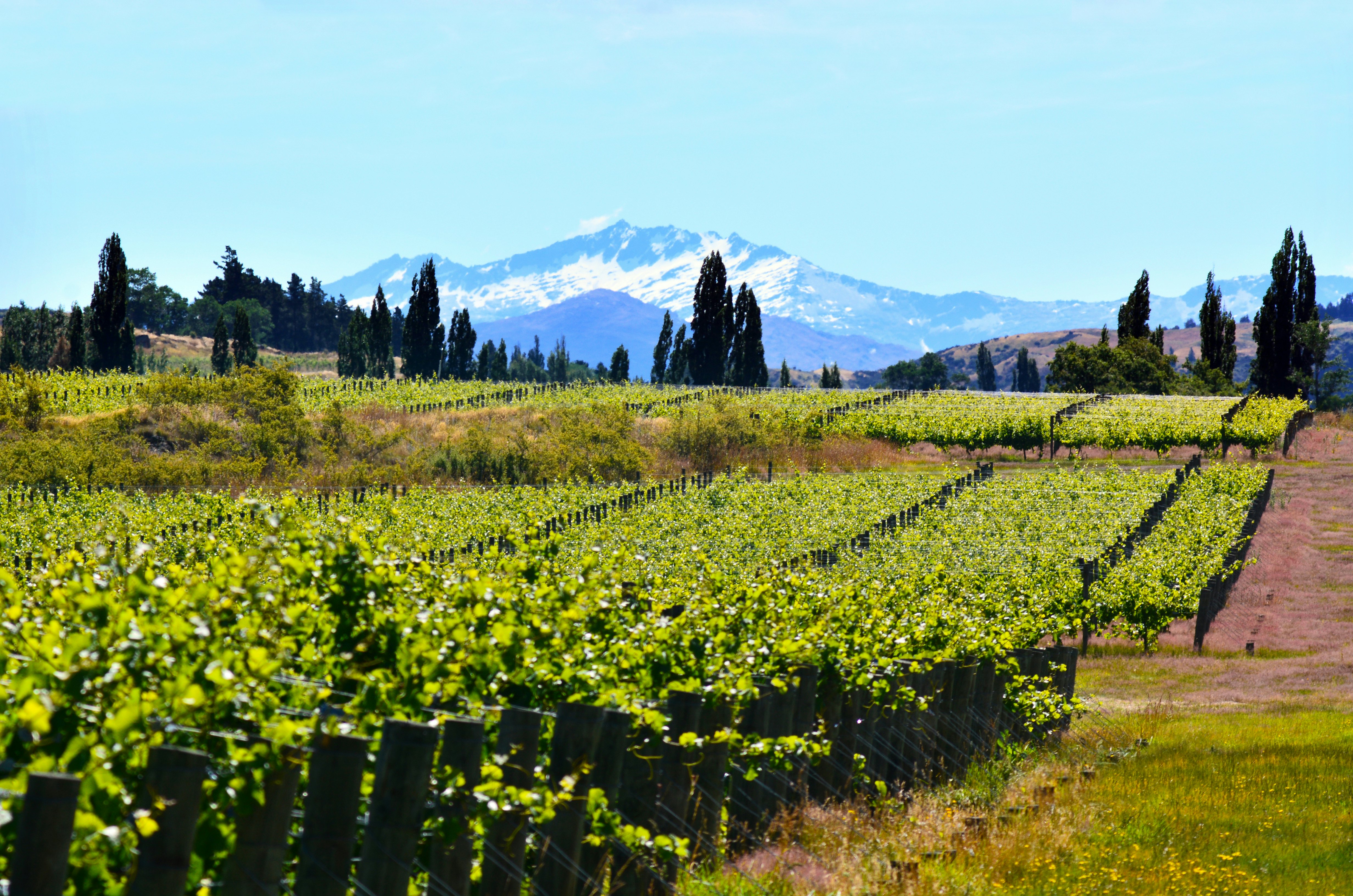 Vineyards cover slopes with a mountain in the distance