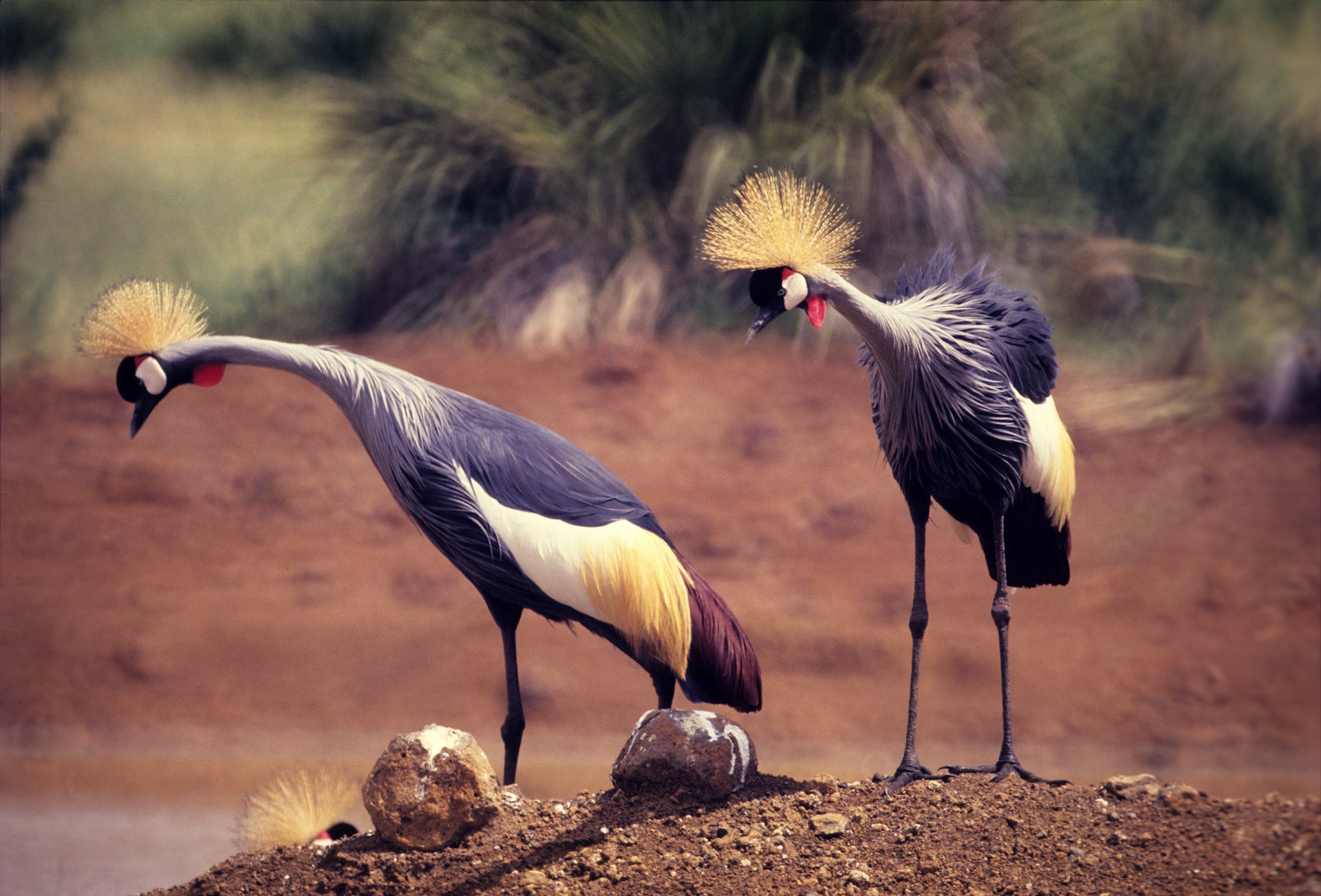 Two Grey Crowned Cranes walk on the land at Meru National Park