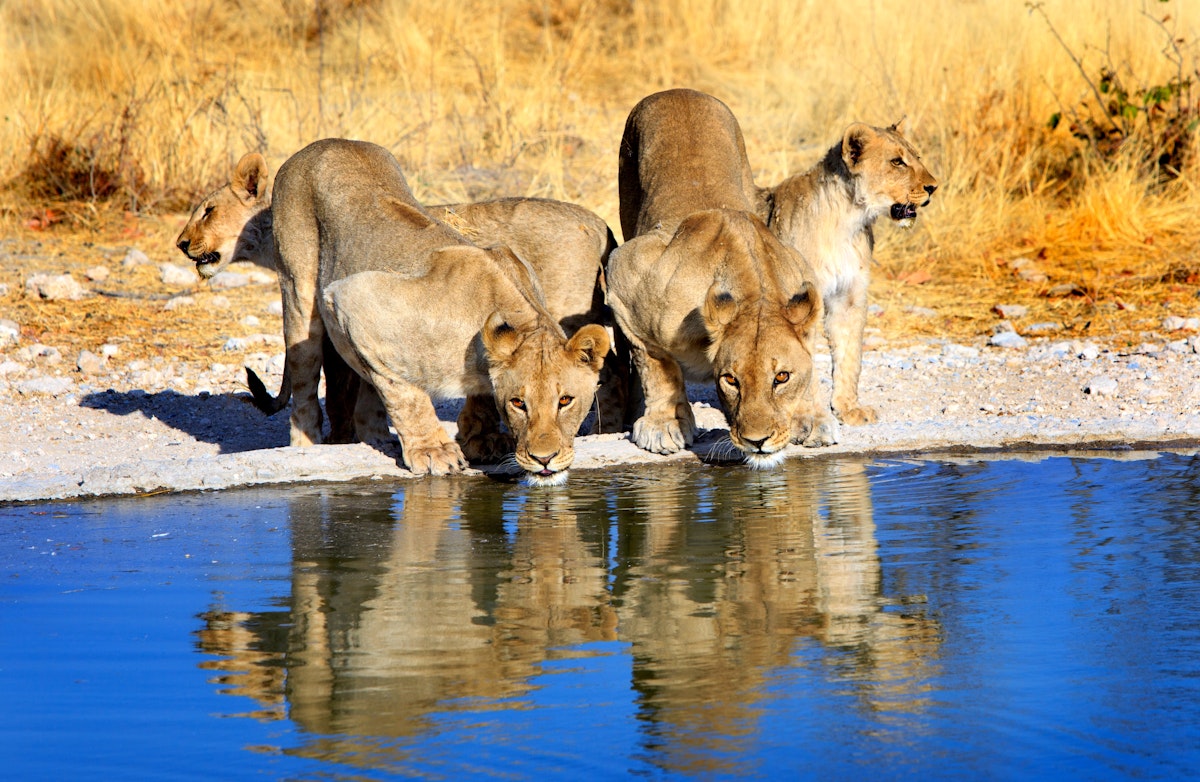 Pride of lions drinking from a waterhole in Etosha National Park.
