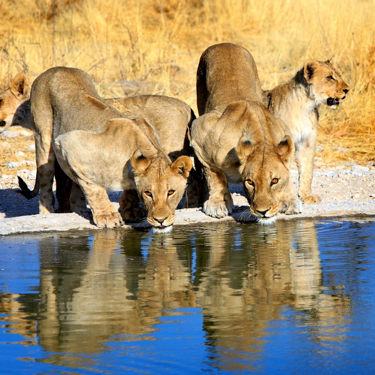 Pride of lions drinking from a waterhole in Etosha National Park.