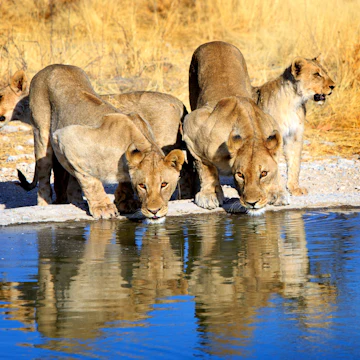 Pride of lions drinking from a waterhole in Etosha National Park.