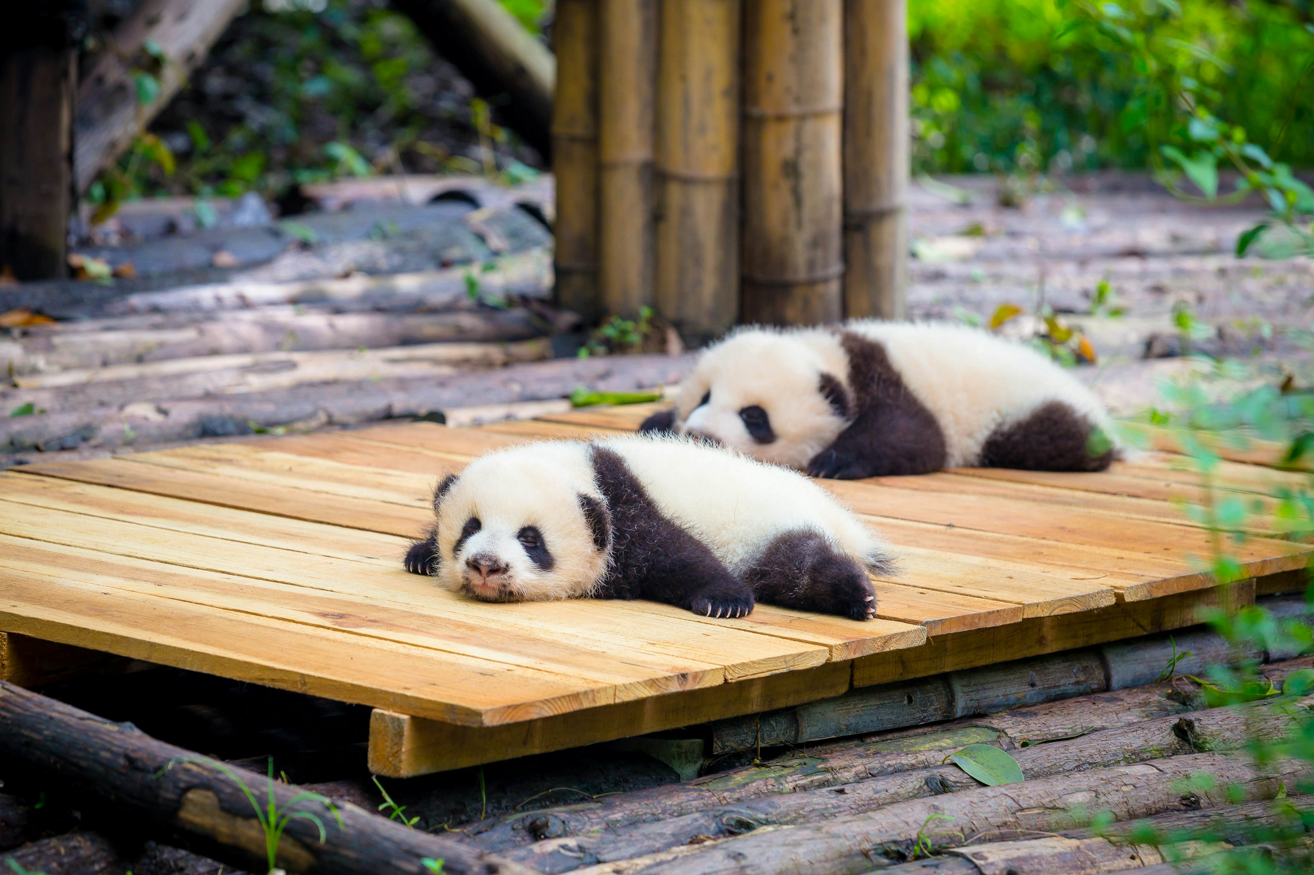 Two baby panda in Chengdu, China resting on a deck in the country's breeding center.