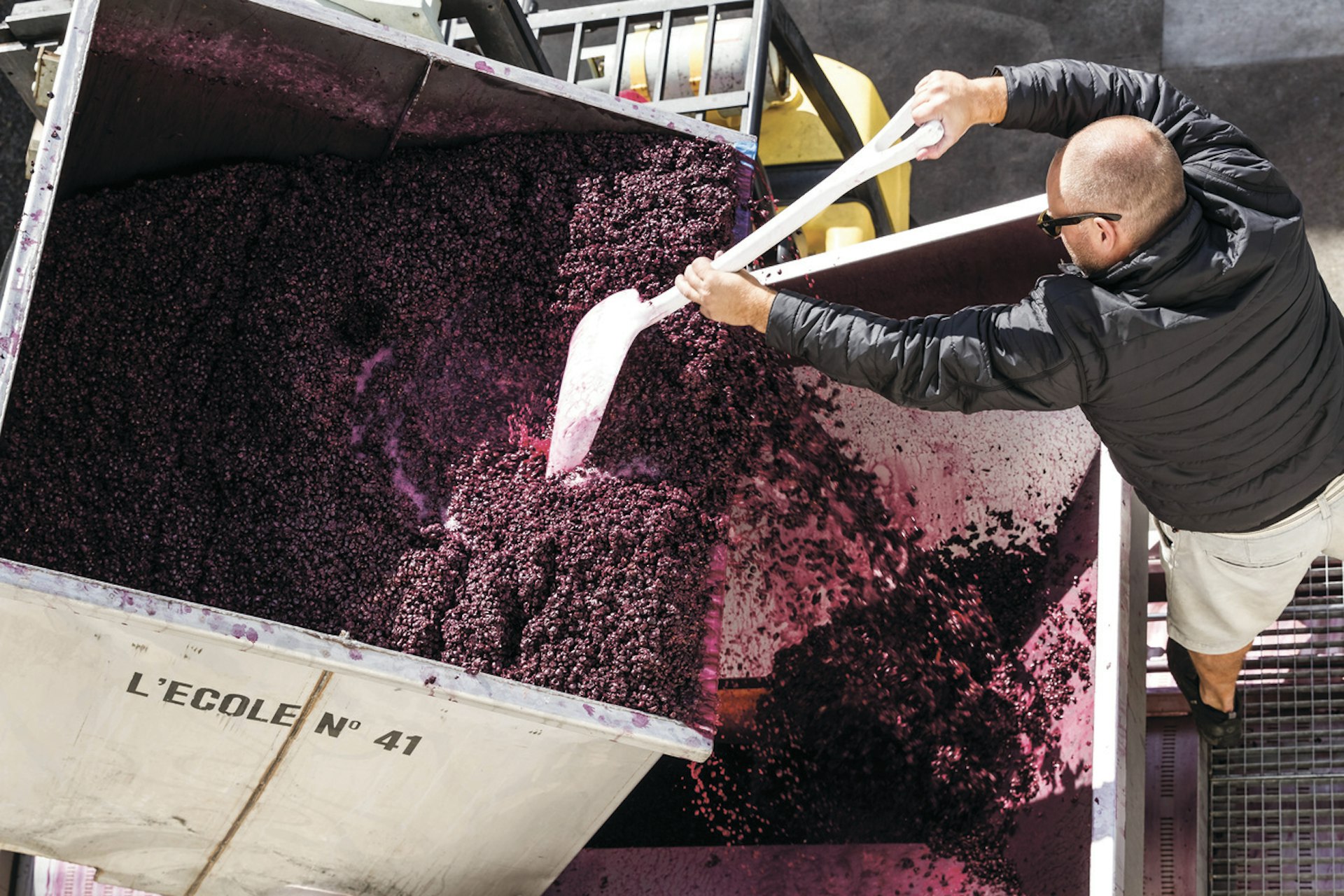 A man scrapes purple grapes with a spade from one large container to another
