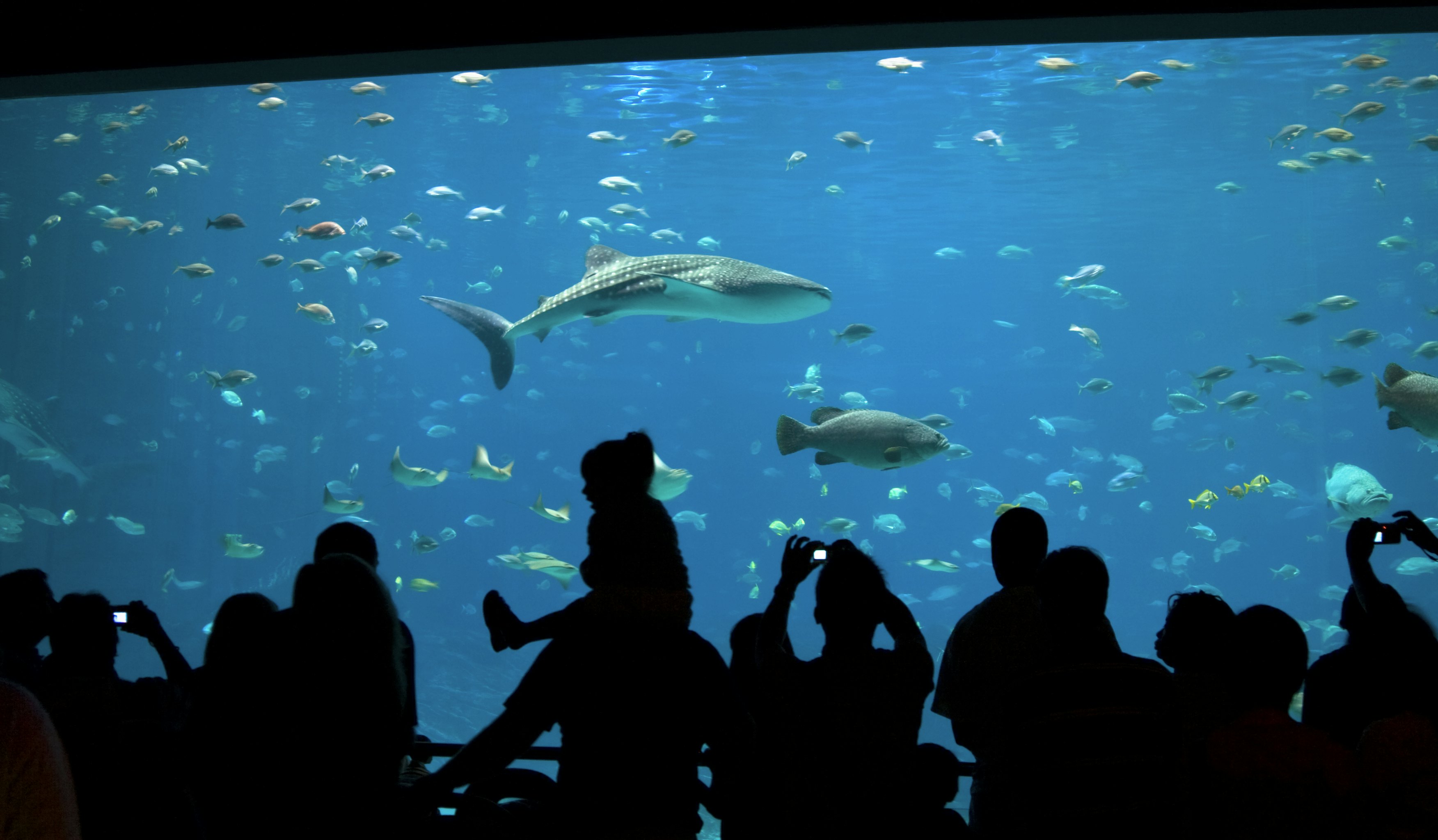 Silhouetted people admiring the fish at an aquarium