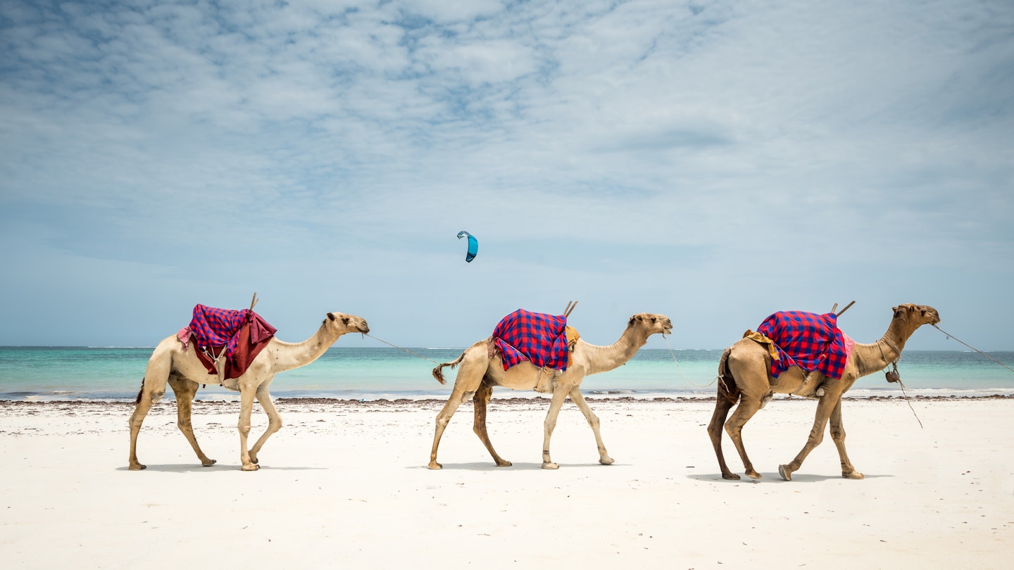 Kenyan seascape, travelling in Afrina in Diani beach, landscape with three camels on the tropical beach