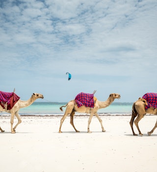 Kenyan seascape, travelling in Afrina in Diani beach, landscape with three camels on the tropical beach