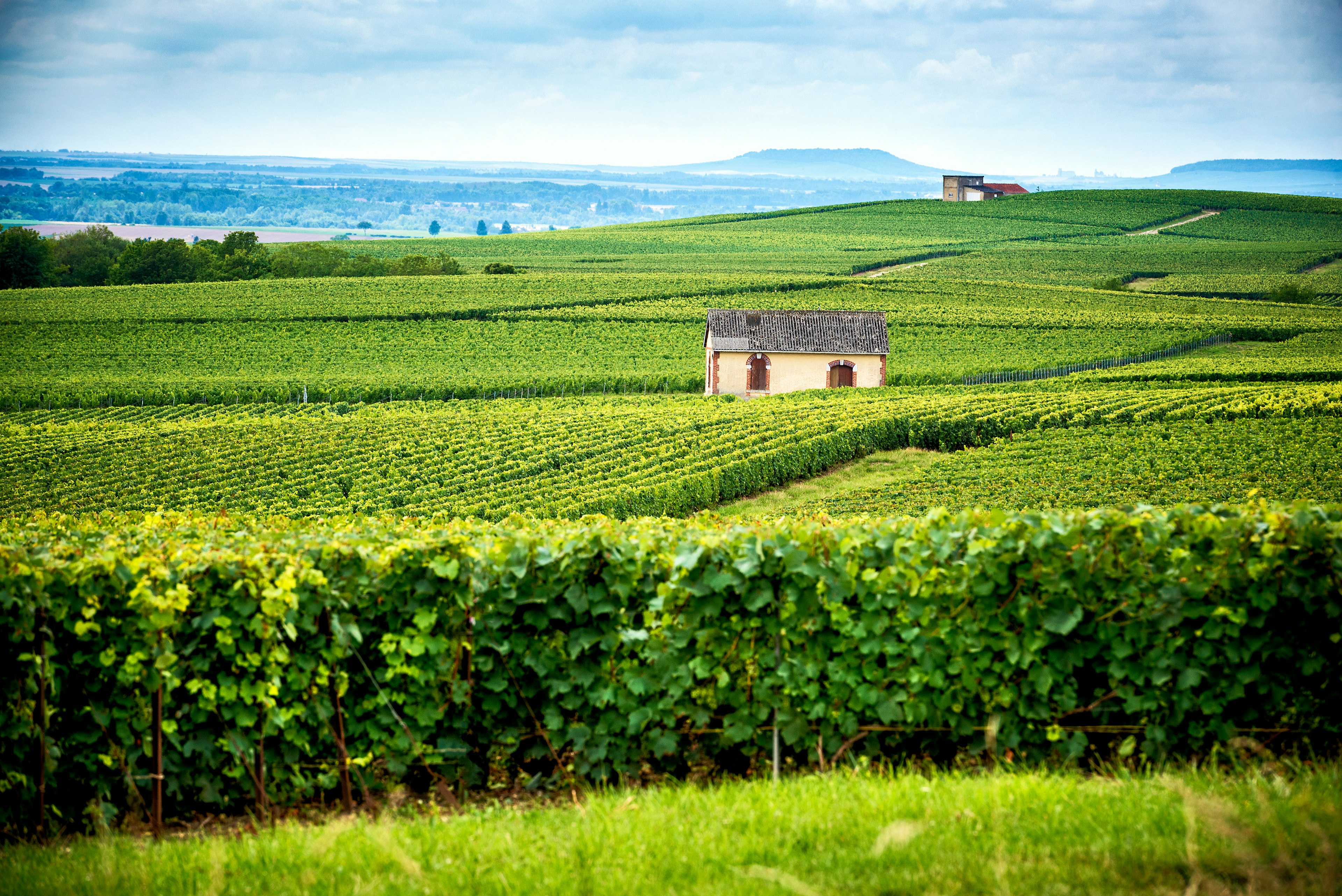 Hills covered with vineyards on a sunny day in Reims, Champagne, France