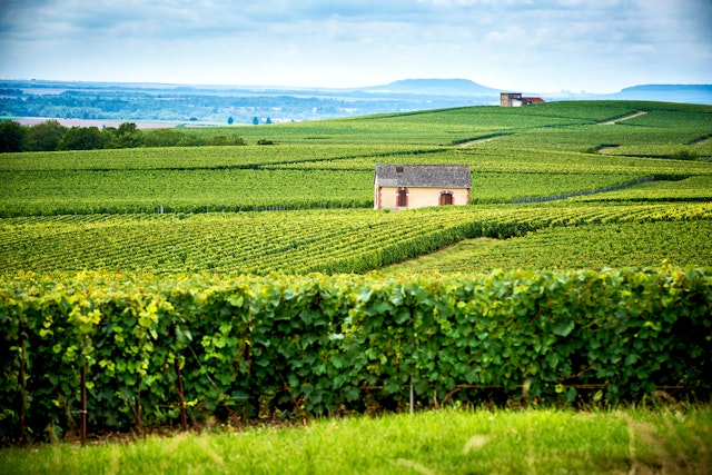 Hills covered with vineyards on a sunny day in Reims, Champagne, France