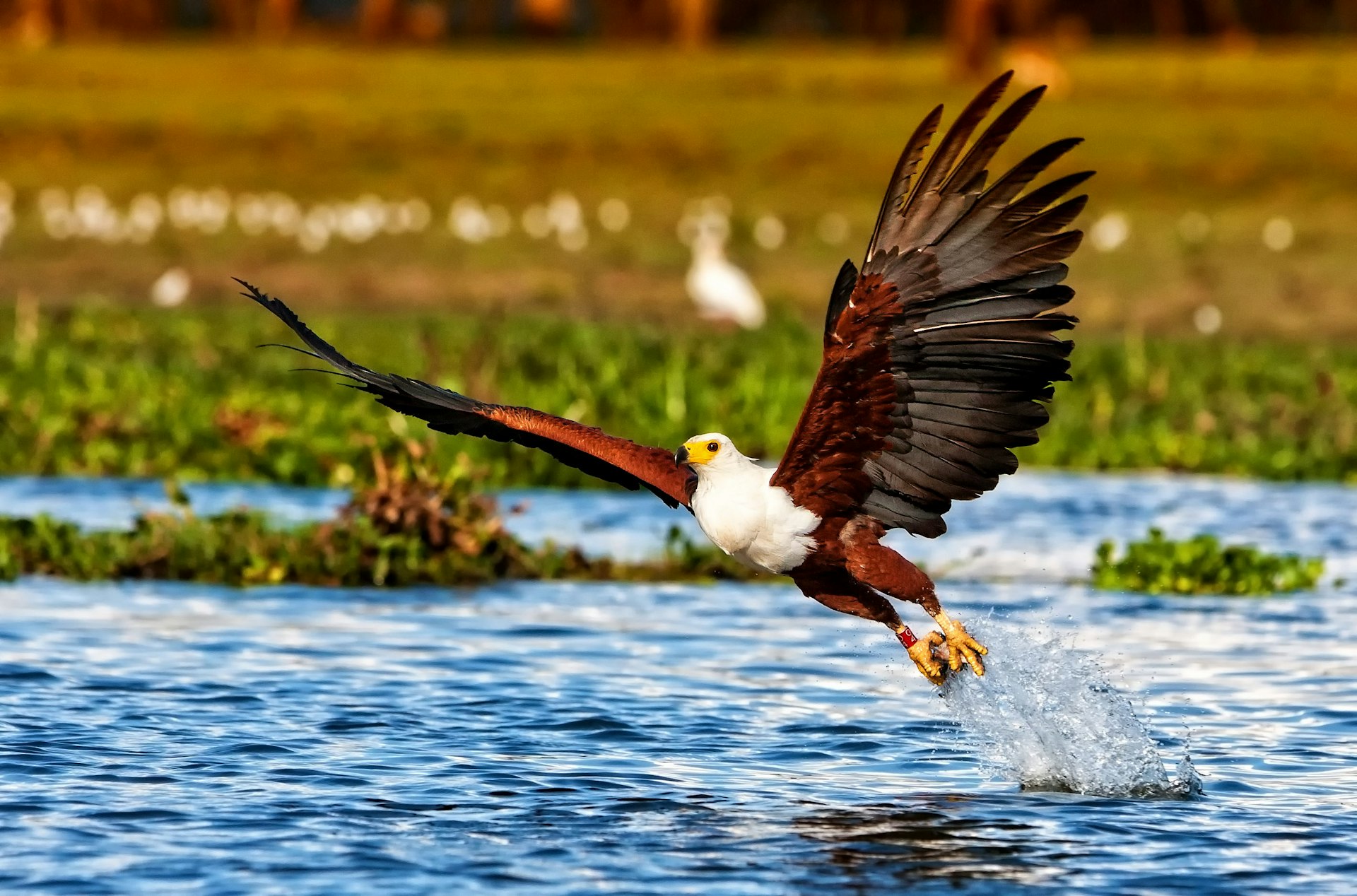 An African fish eagle lands on the water at Naivasha Lake National Park, Kenya