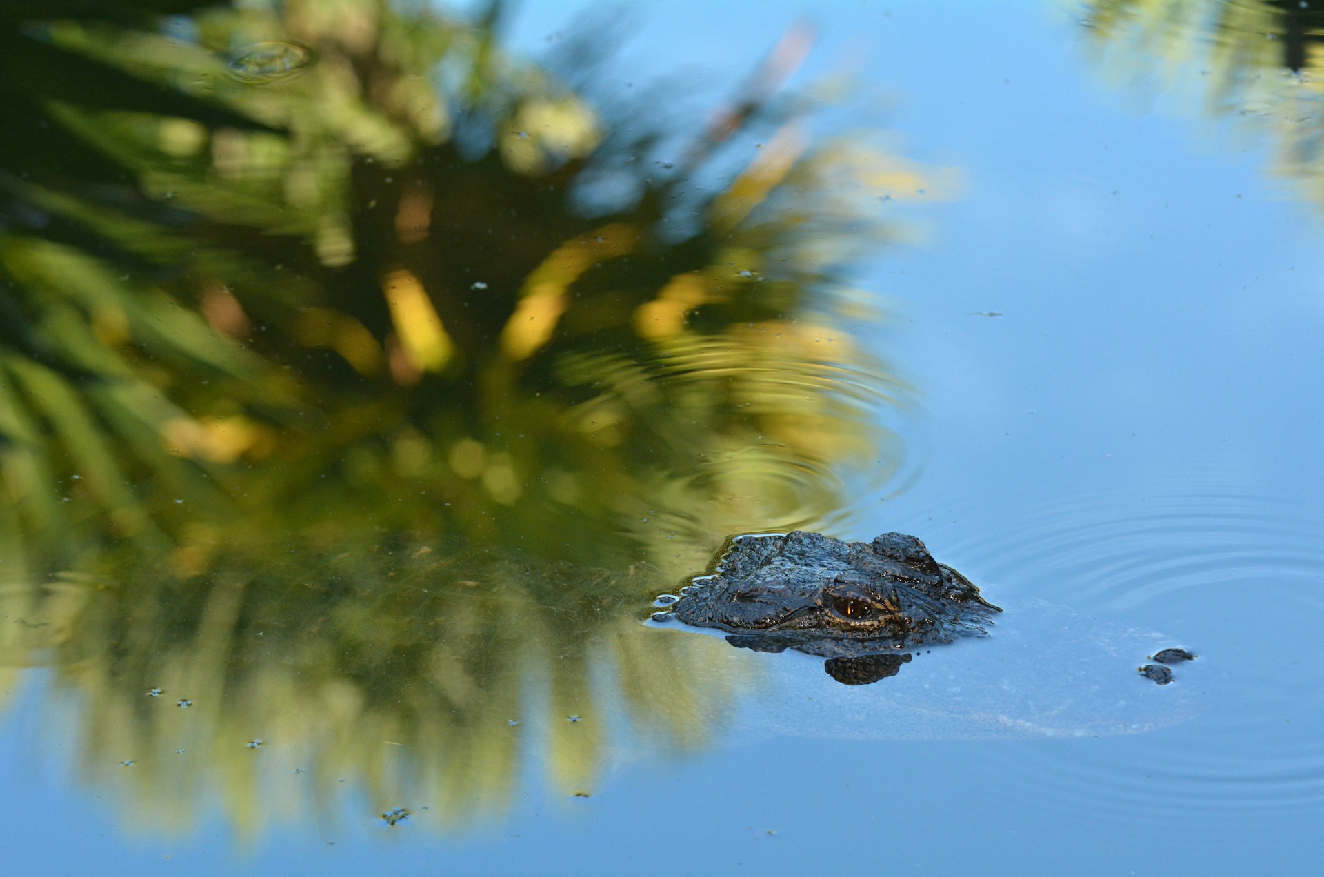 An alligator's eyes and snout poke above the water that reflects a tall tree above