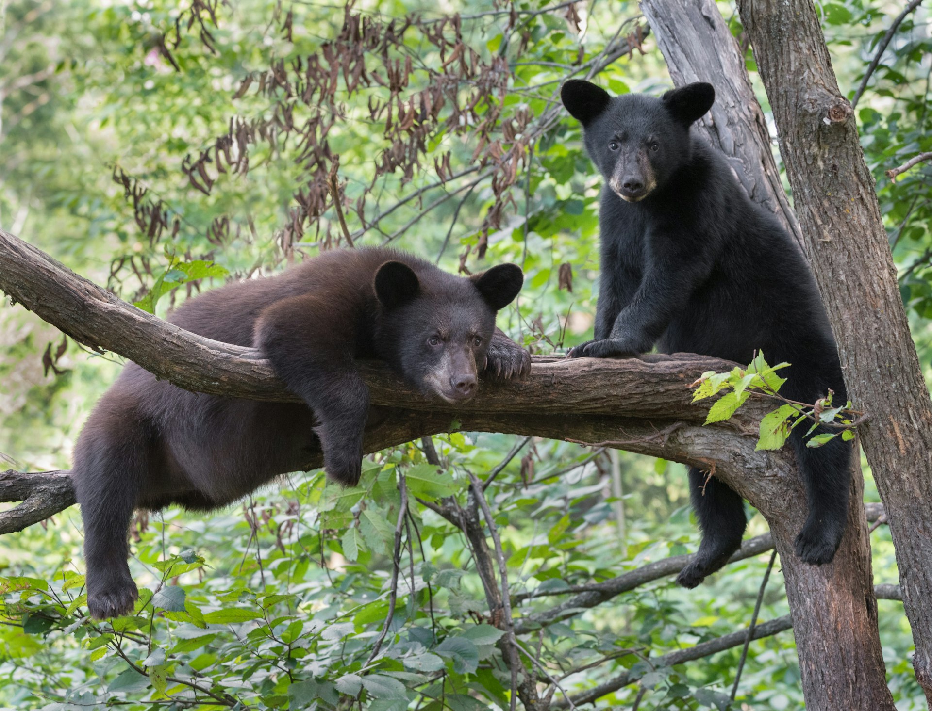 A pair of black bear cubs resting in a tree in the Great Smoky Mountains National Park USA