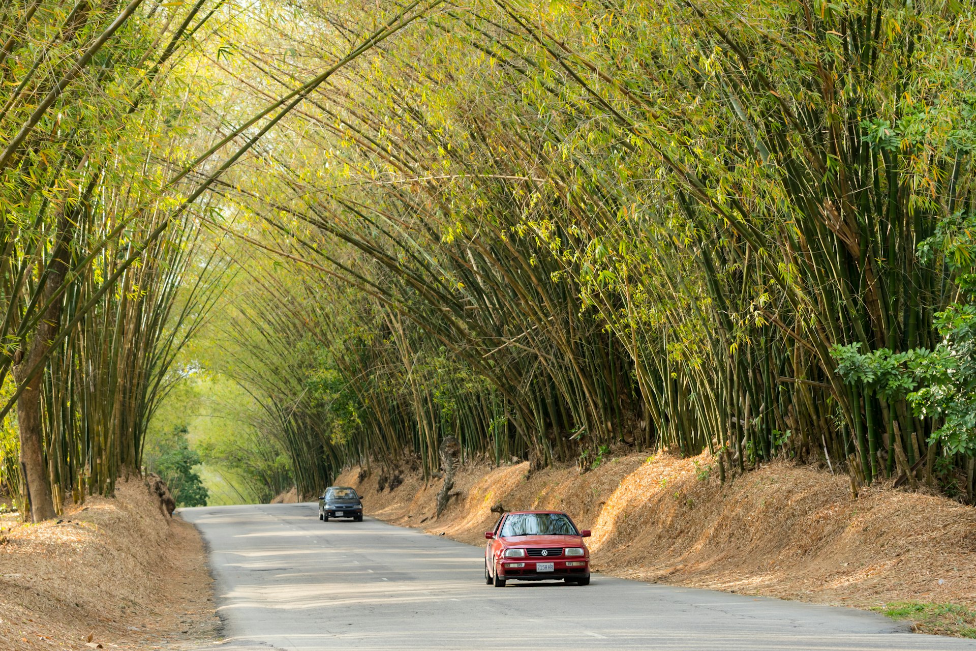 Motor cars travelling through a tunnel of lush green bamboo plants at Holland Bamboo in Lacovia, St. Elizabeth, Jamaica; 