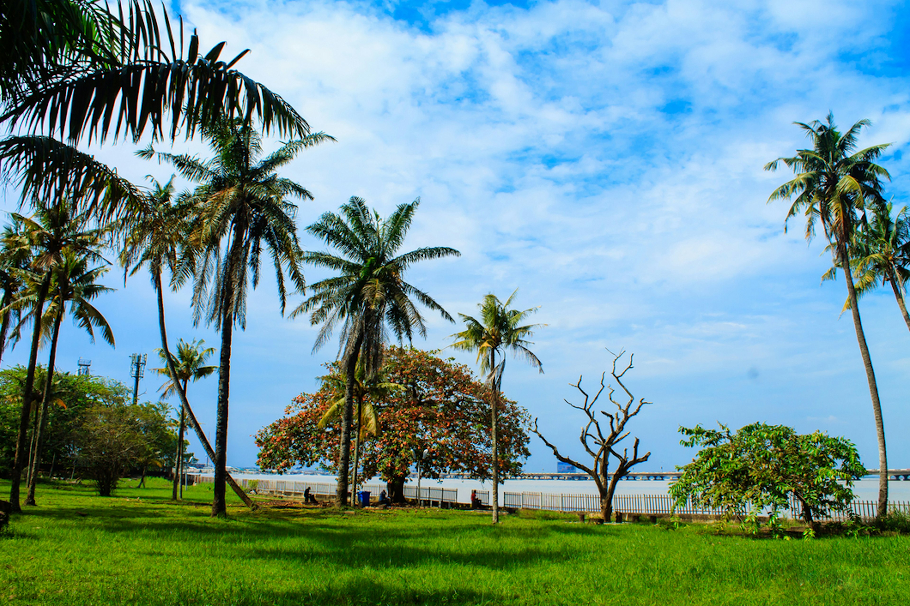 A large green space with tall palm trees and one shorter tree offering ample shade