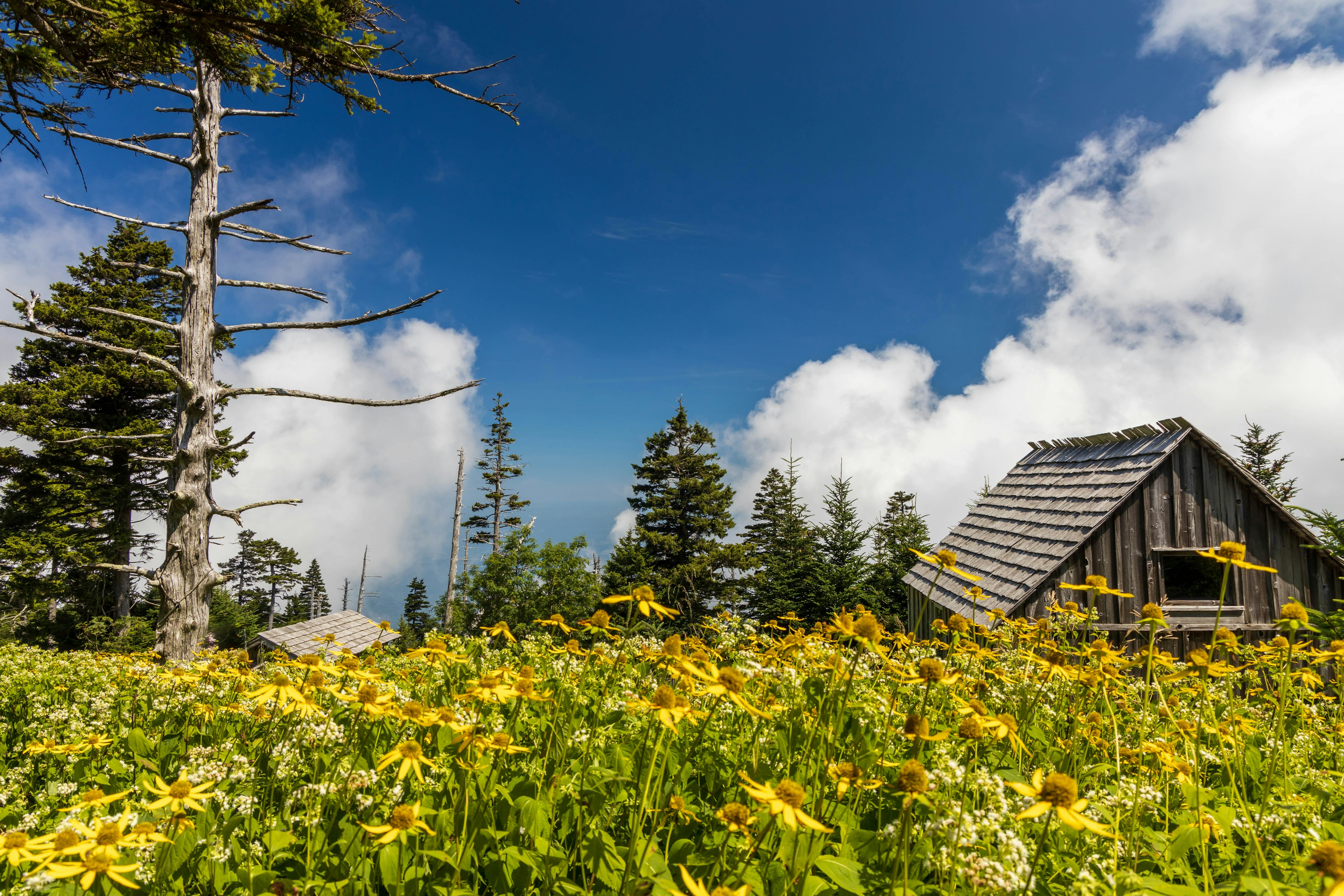 A rustic cabin surrounded by yellow wildflowers