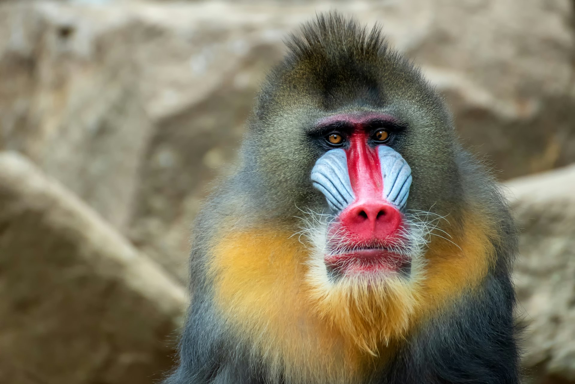 Portrait of a male mandrillus monkey. 
