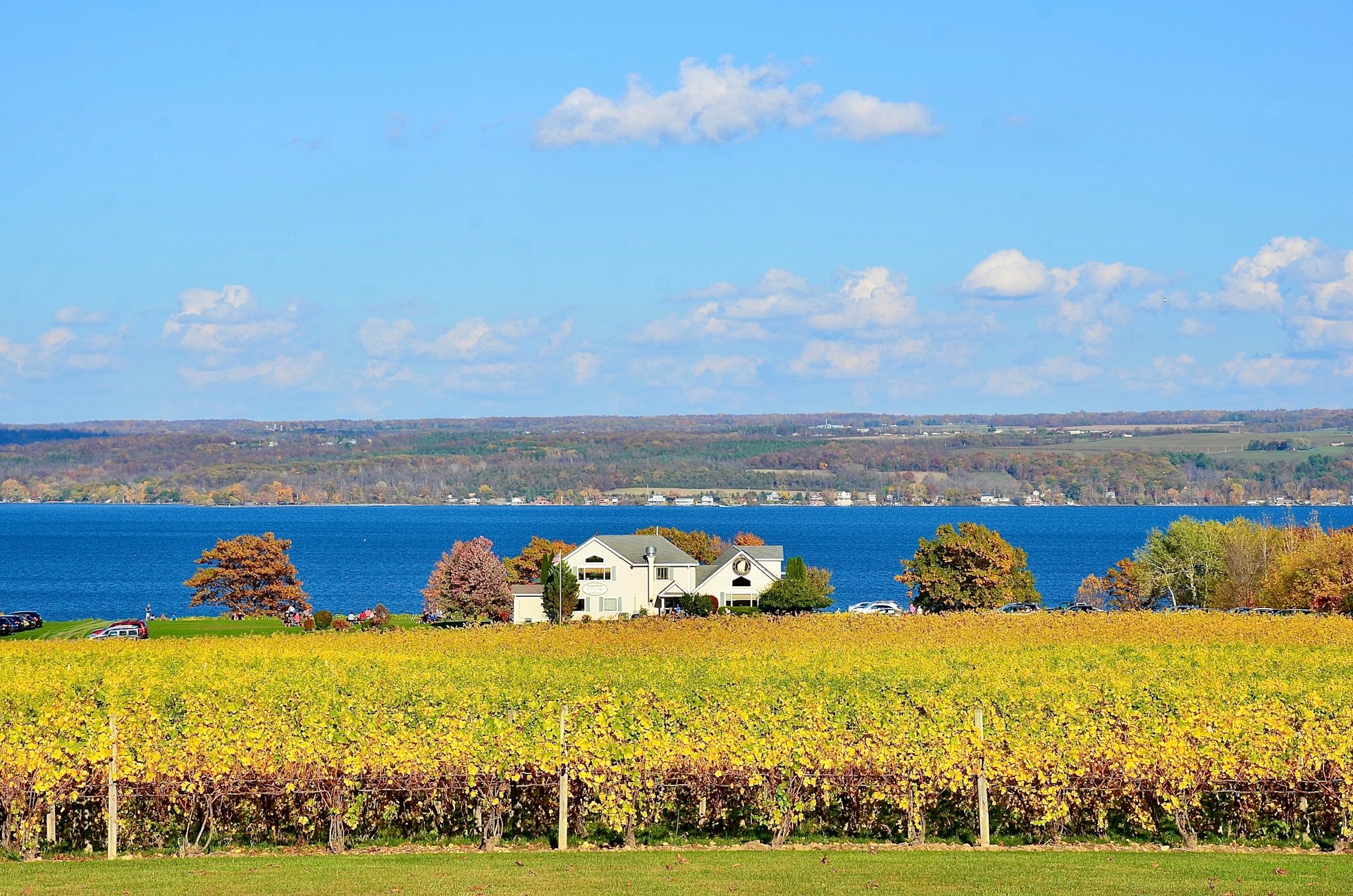 A field of grapevines with a house overlooking Cayuga Lake at Thirsty Owl Wine Company, Ovid, Finger Lakes, New York State, USA