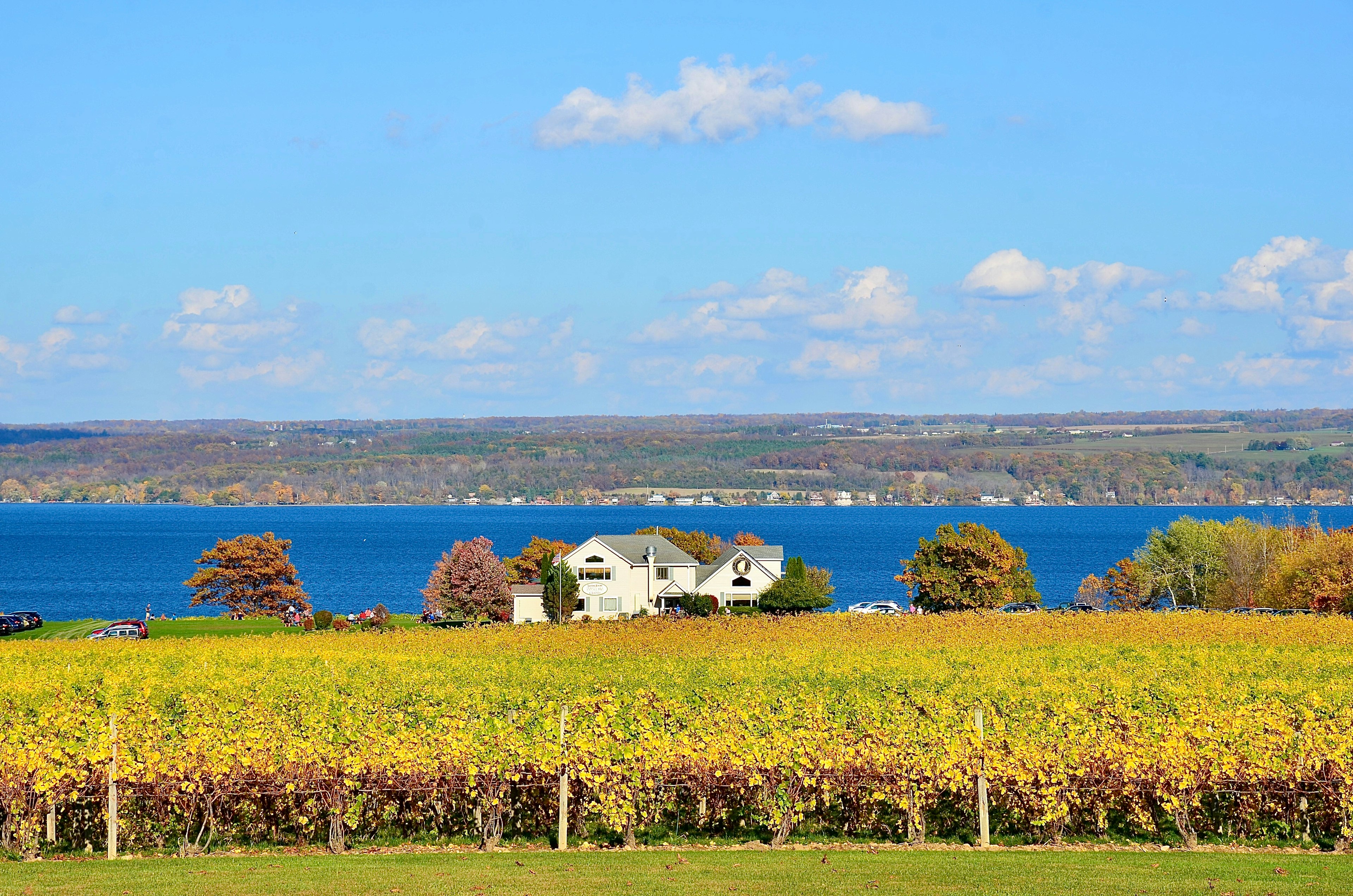 Gorgeous lake view with autumn golden color vineyard, at the western shore of Cayuga Lake in Finger Lakes region of New York.