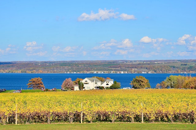 A field of grapevines with a house overlooking Cayuga Lake at Thirsty Owl Wine Company, Ovid, Finger Lakes, New York State, USA