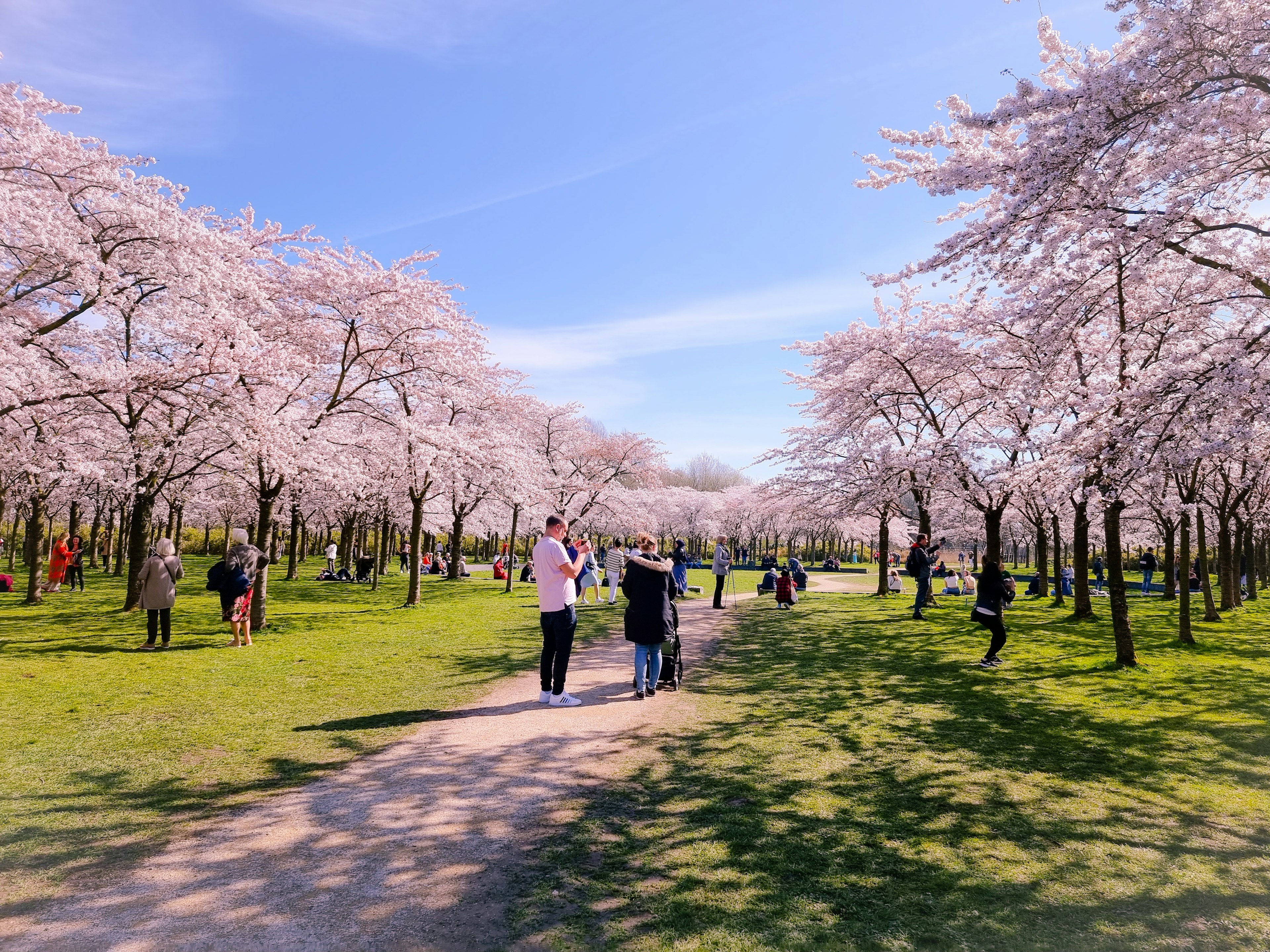 Pink Japanese cherry blossom trees in bloom at Amsterdamse Bos, Amsterdam, Netherlands