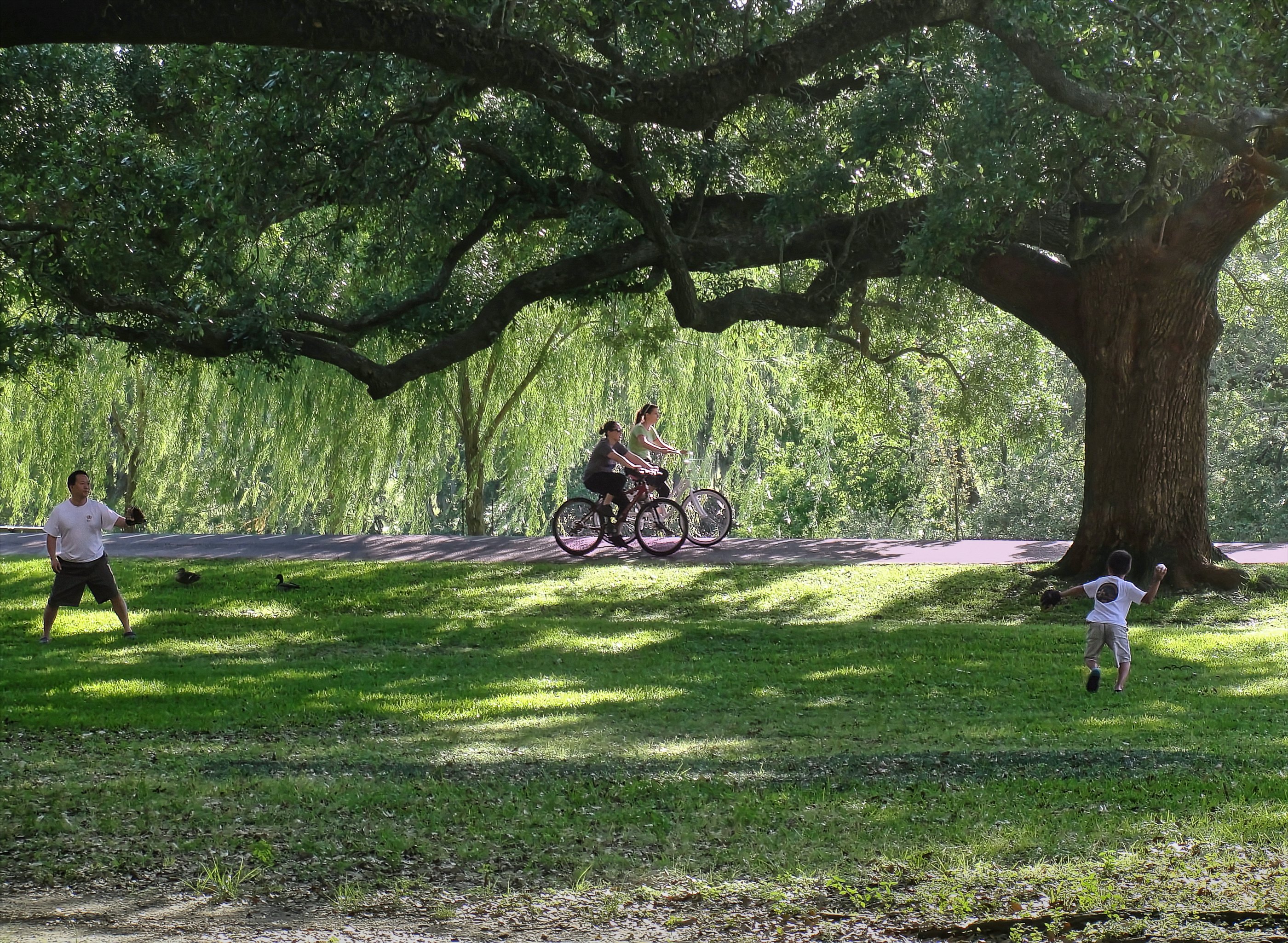 People cycle and walk under oak trees in City park, New Orleans