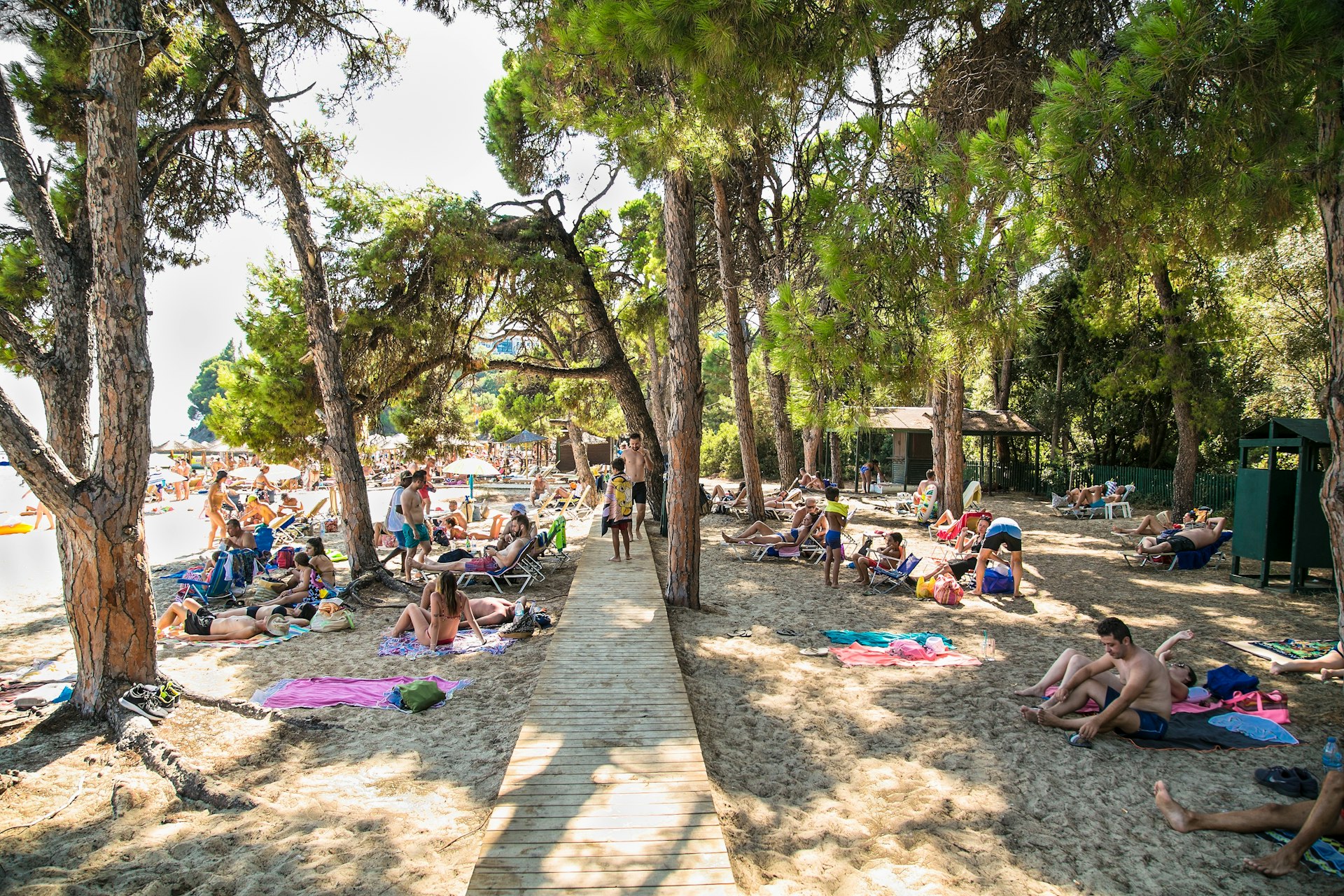 People sit under pine trees on a beach