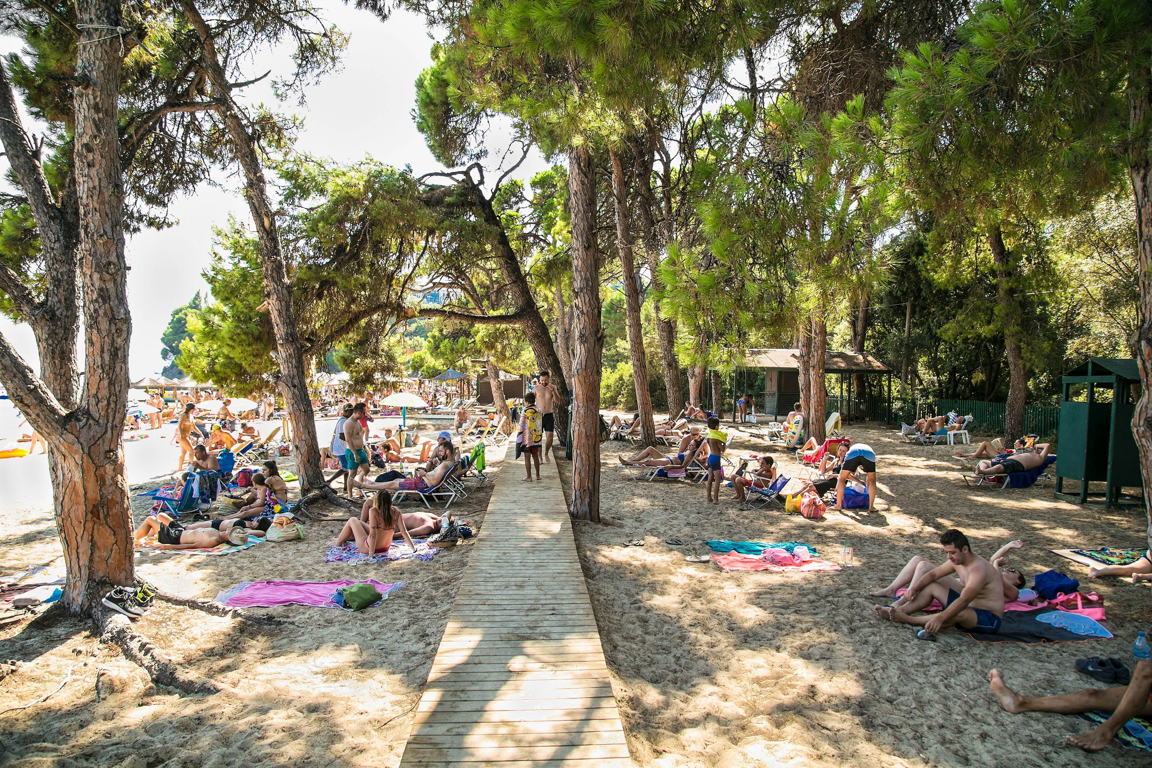 People sit under pine trees on a beach