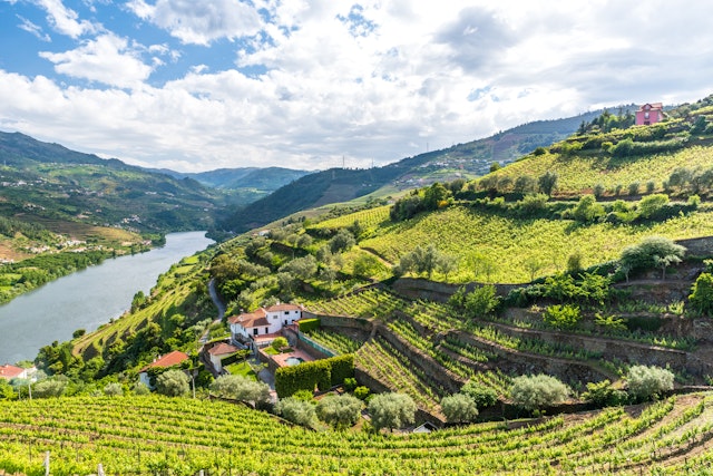 Explore the lush undulation of the Douro Valley. Simon Dannhauer/Shutterstock