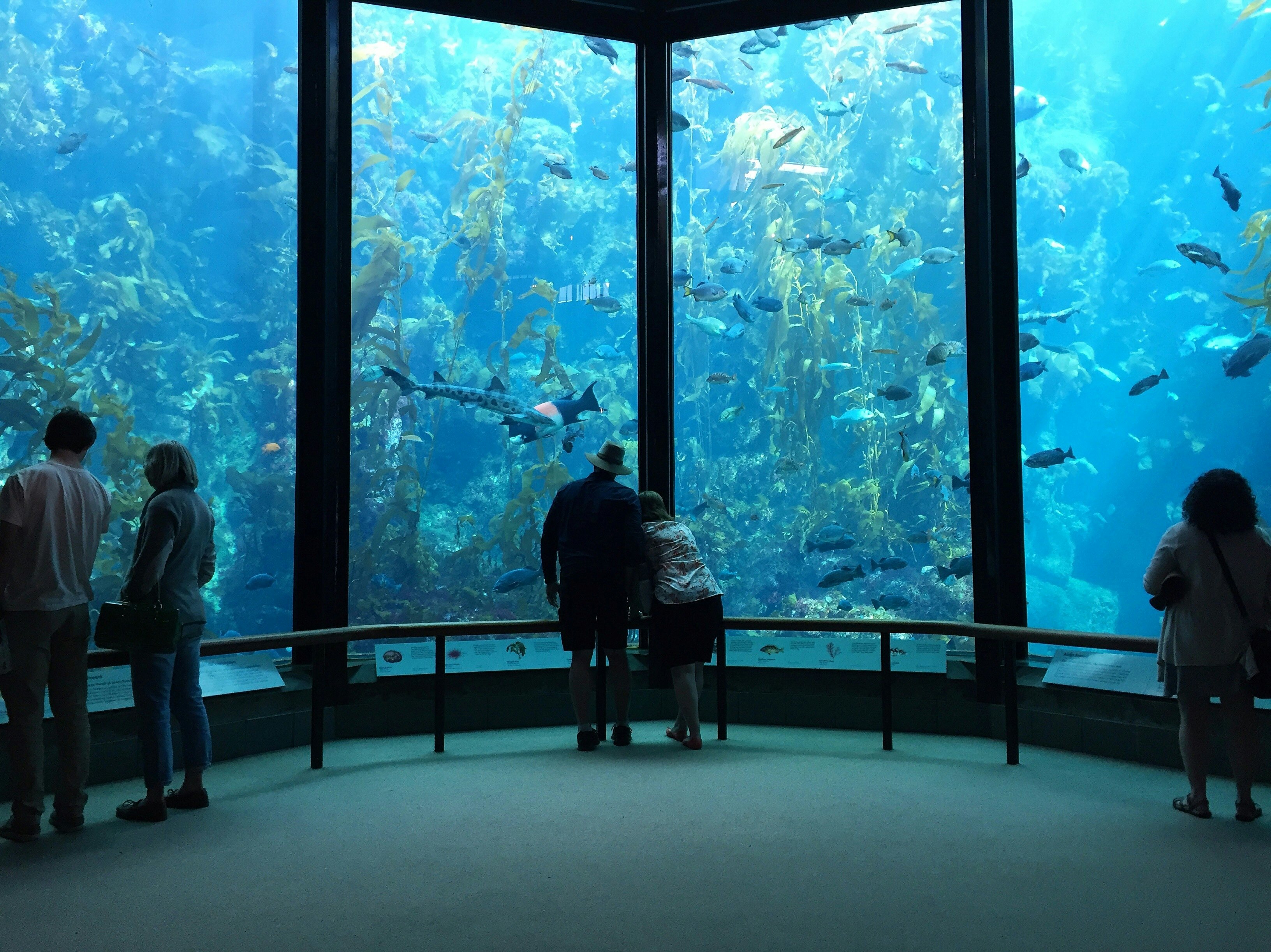 Visitors view fish in the Kelp Forest tank at The Monterey Bay Aquarium.