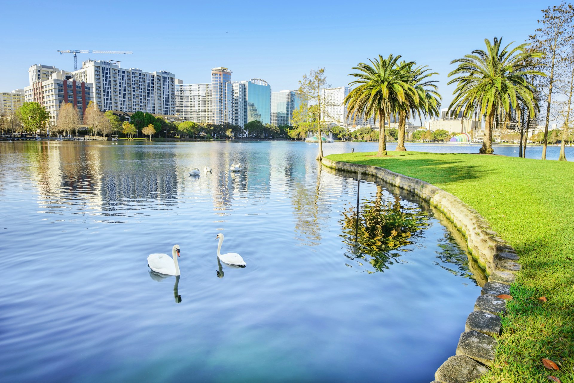 Swans swim on glassy water at Lake Eola Park, with Orlando's skyline in the background