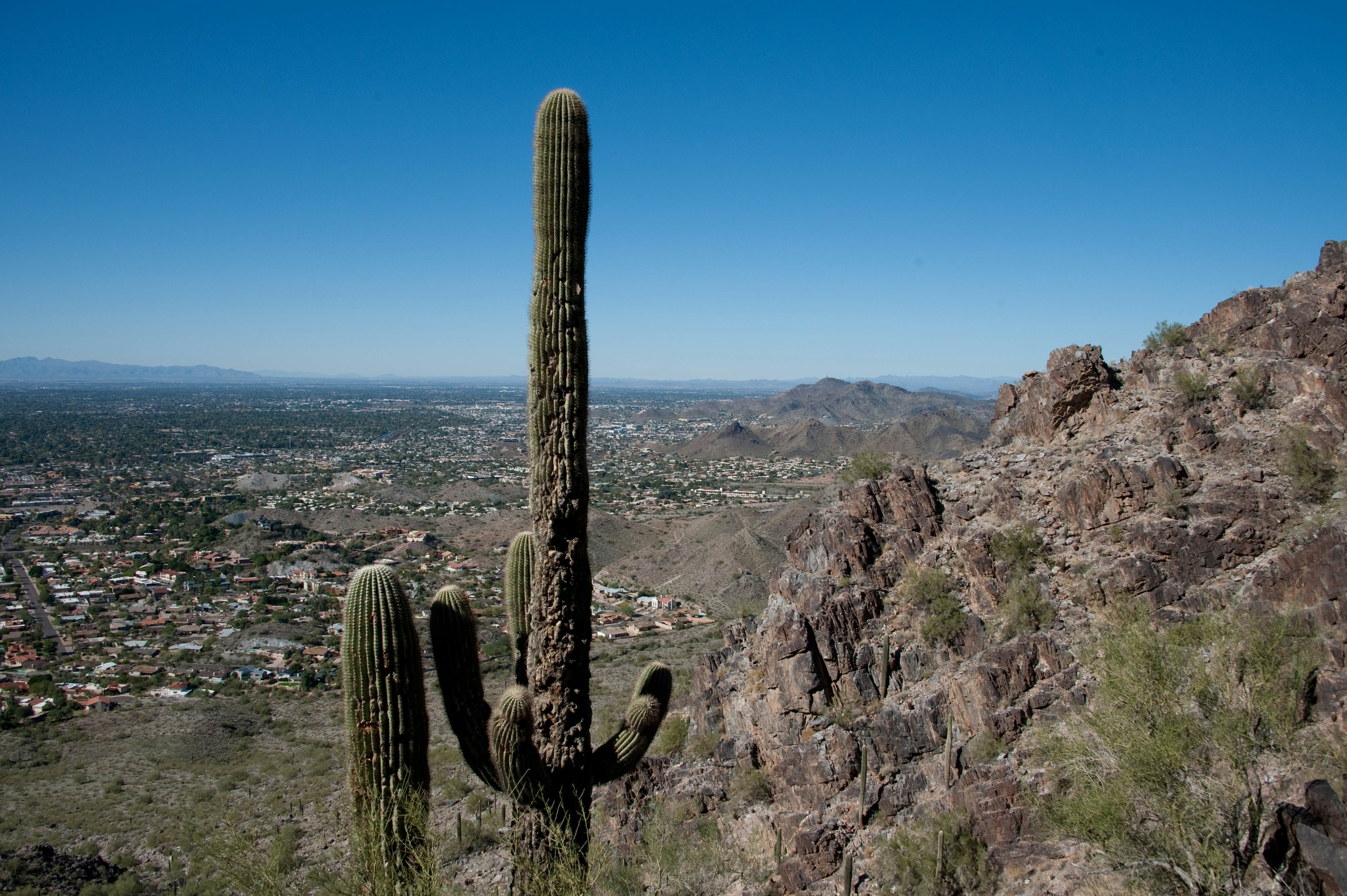 cactus (Carnegiea gigantea), on Piestawa Peak Hiking Trail at Phoenix Mountain Preserve.