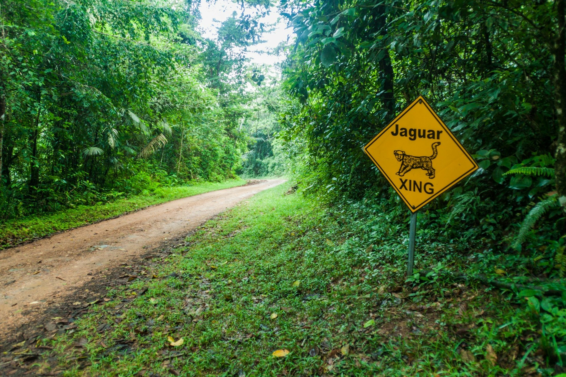 A yellow road sign with the outline of a jaguar on it warns that jaguars may be crossing the road through the jungle