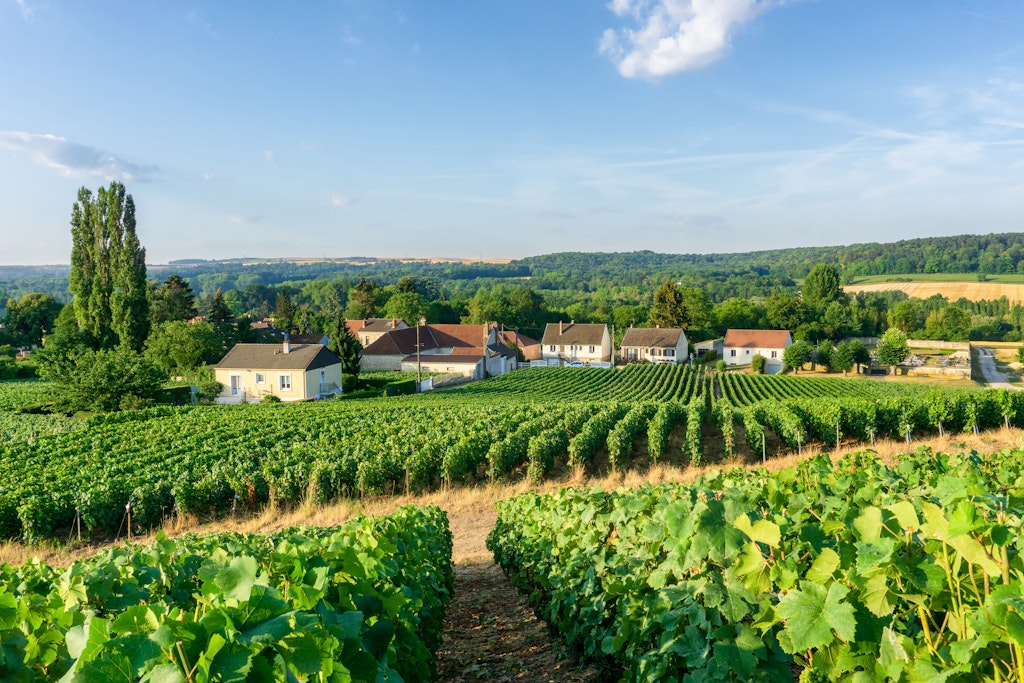 Row vine grape in champagne vineyards at montagne de reims countryside village background, France
1008888130
Row vine grape in champagne vineyards at montagne de reims countryside village background - stock photo