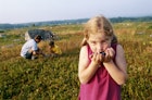 MAINE, GIRL ENJOYING BLUEBERRY HARVEST - stock photo