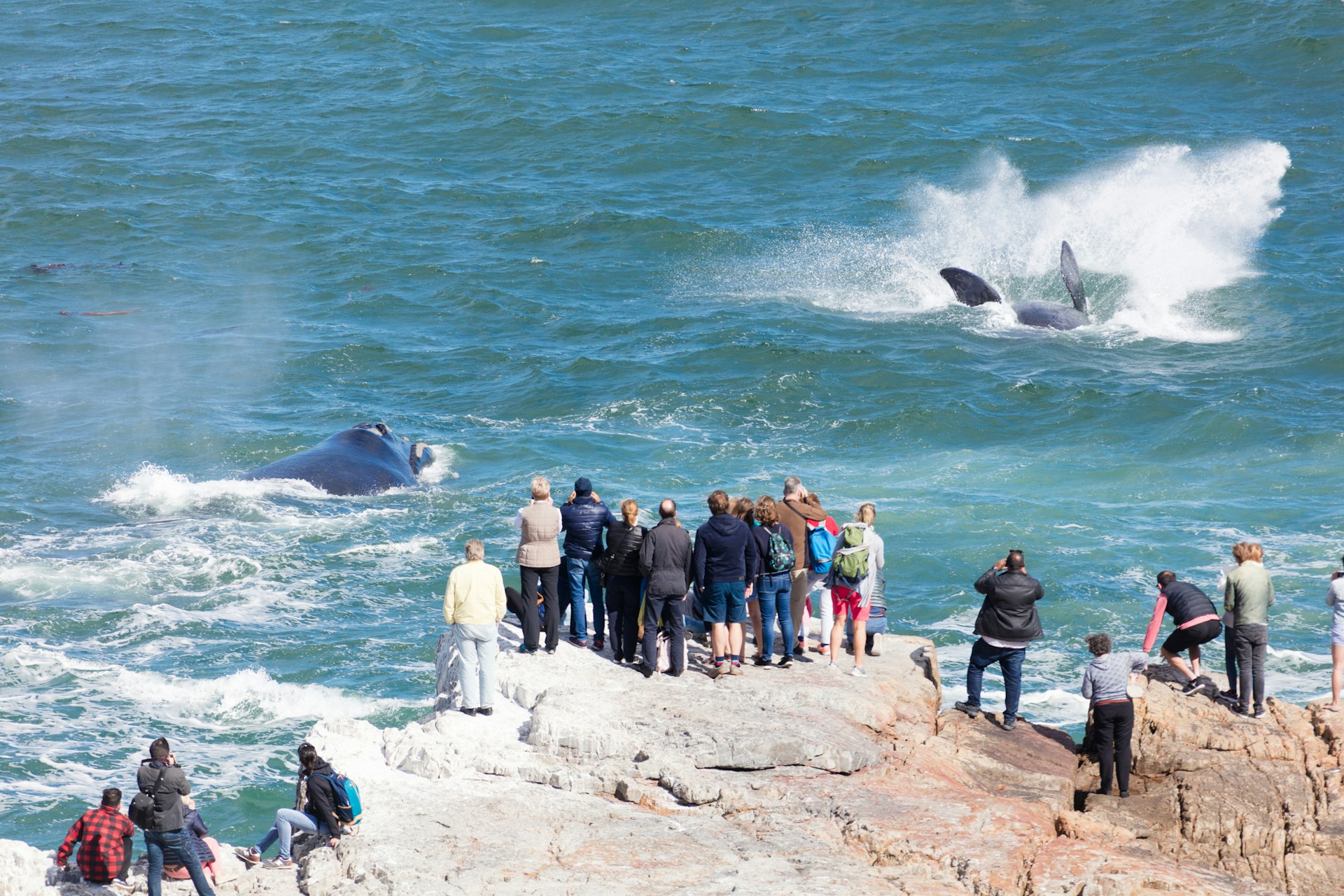 People stand on the shore watching whales splashing about in the ocean
