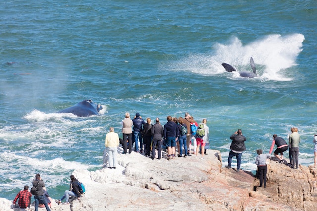 People stand on the shore watching whales splashing about in the ocean