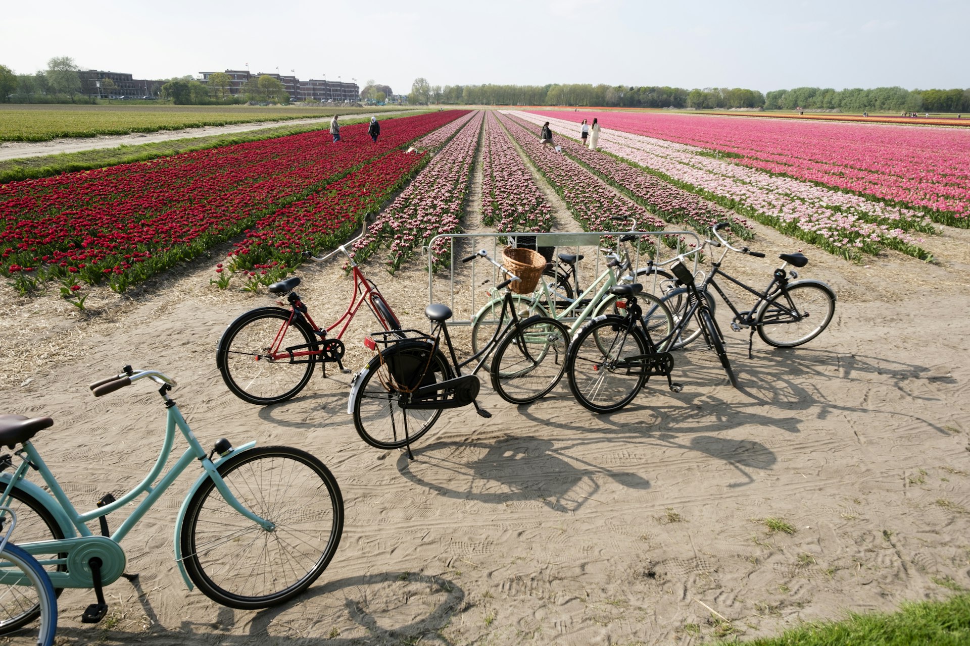 Bicycles are parked in front of rows of tulips as people explore fields, Noordwijk, Holland, Netherlands