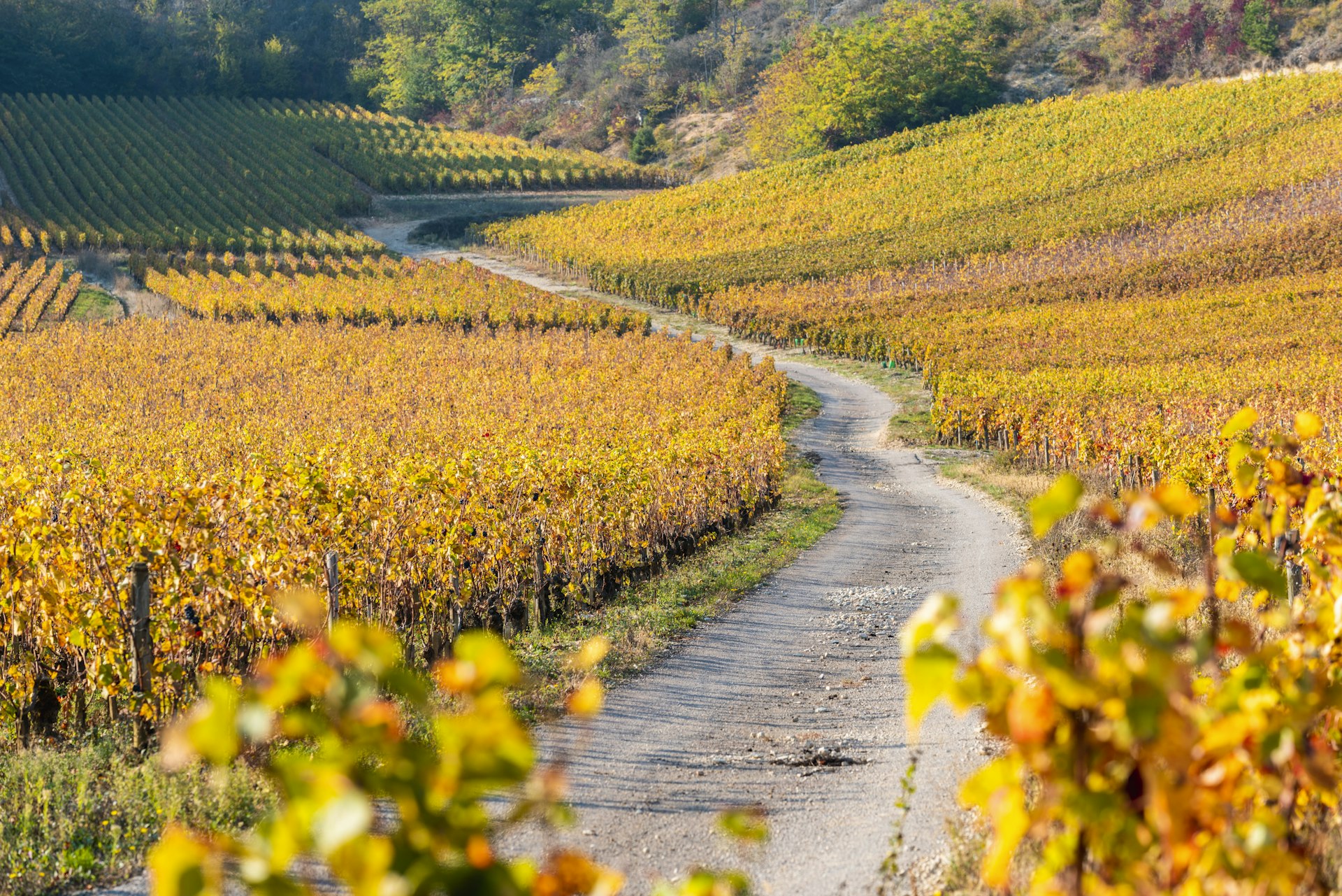 The golden colour of vineyards in Burgundy in the fall evening light. 