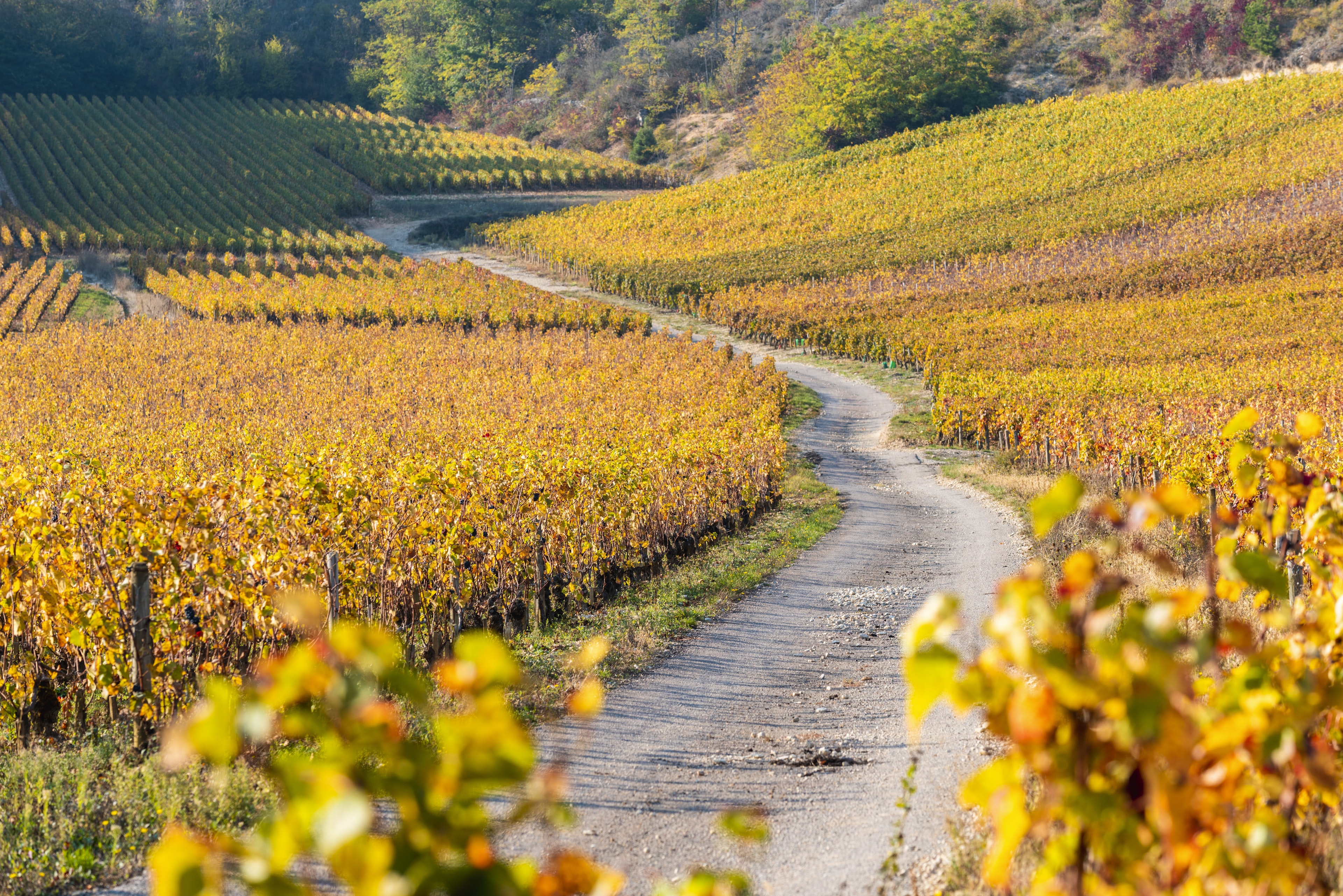 The golden colour of vineyards in Burgundy in the fall evening light.