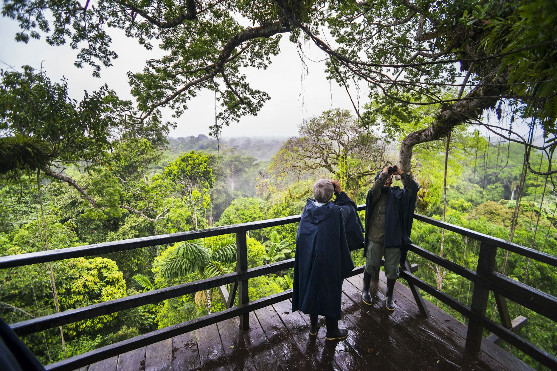 People birdwatch from a tower in the Amazon Rainforest. 