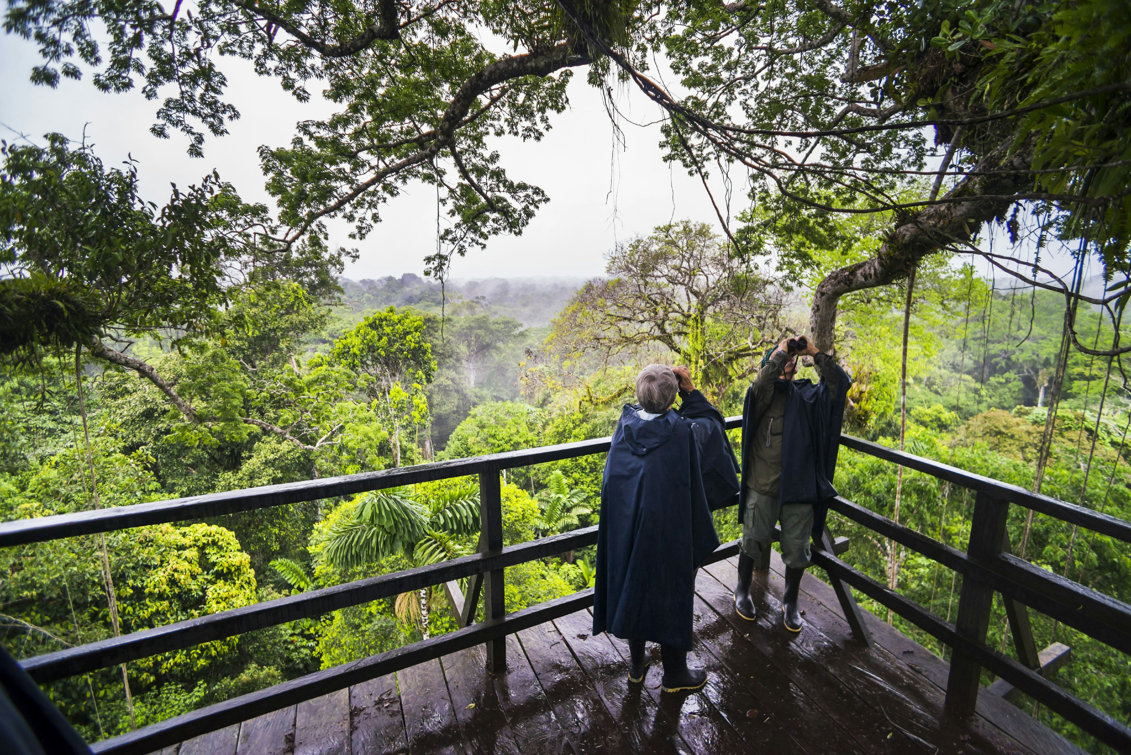 People birdwatch from a tower in the Amazon Rainforest.