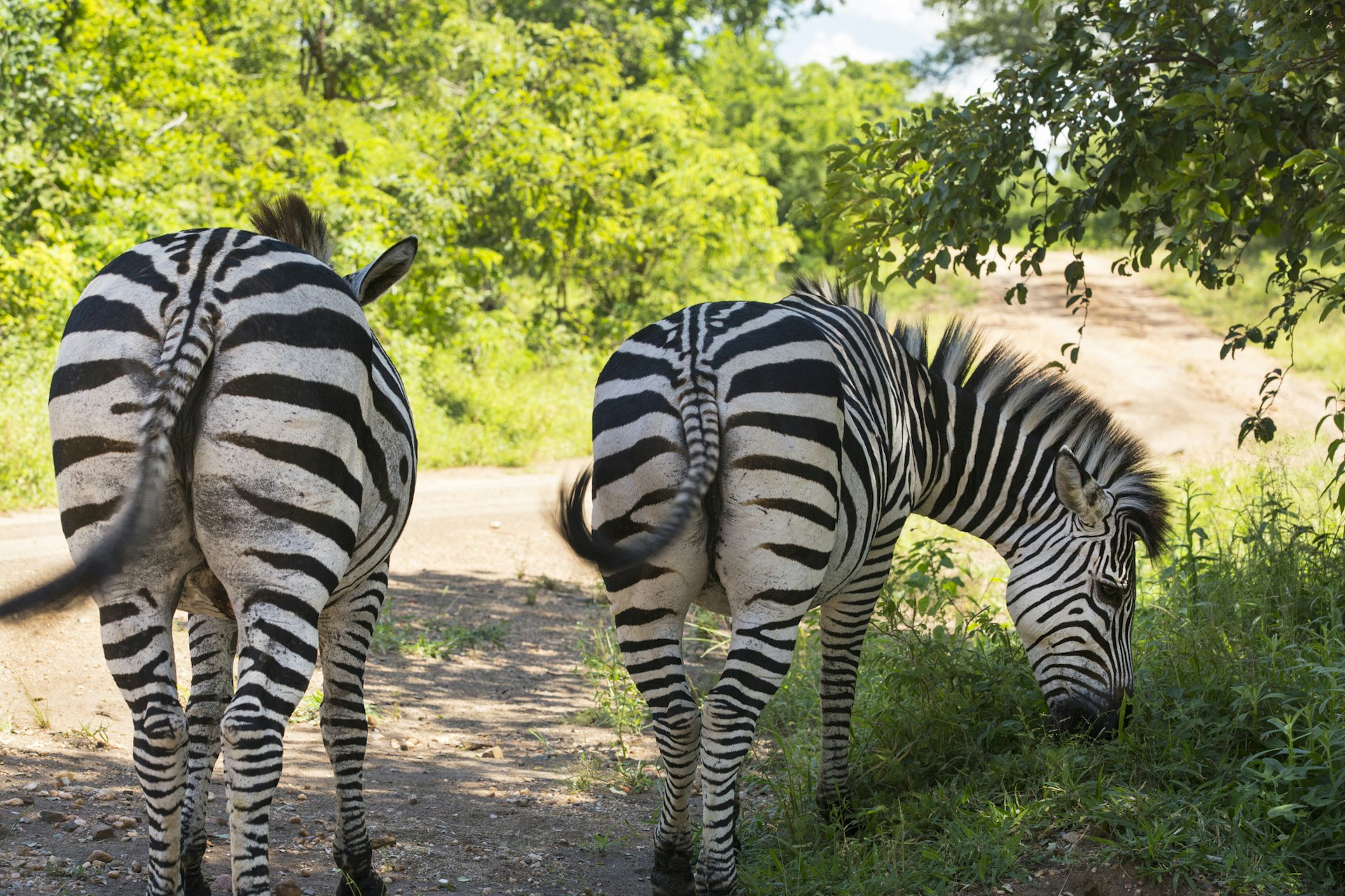 Two large zebras graze by the side of a dirt track road in a wildlife reserve