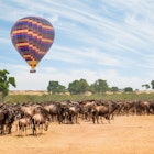 Hot Air Balloon and Wildebeest herd at wild at animal migration
1397698590