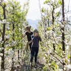 Teenage girl (16-17) with brother (8-9) walking between vines growing in vineyard - stock photo