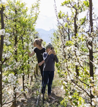 Teenage girl (16-17) with brother (8-9) walking between vines growing in vineyard - stock photo
