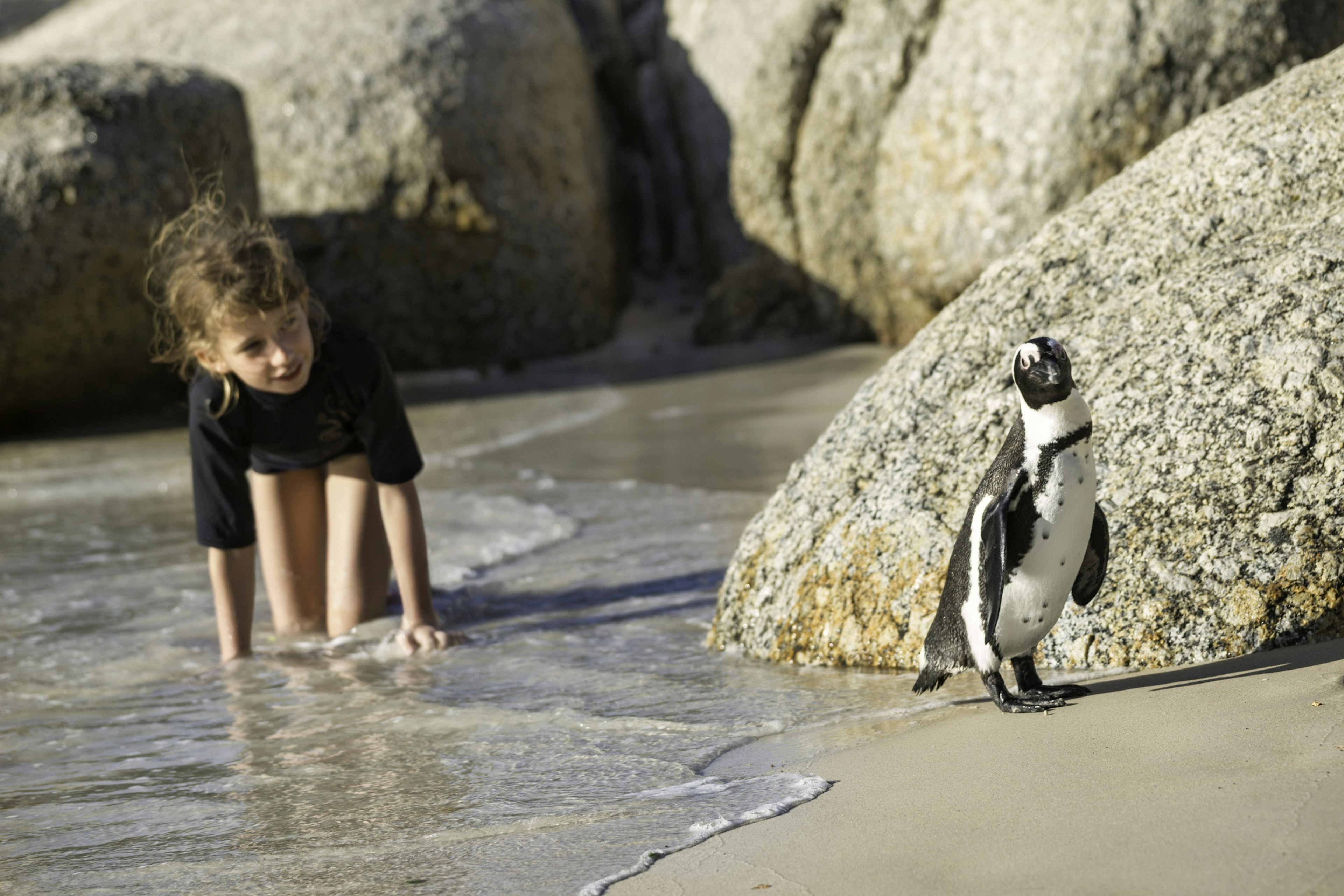 Young girl in shallow water follows a little jackass penguin,  Boulders Beach National Park, Simon's Town, South Africa