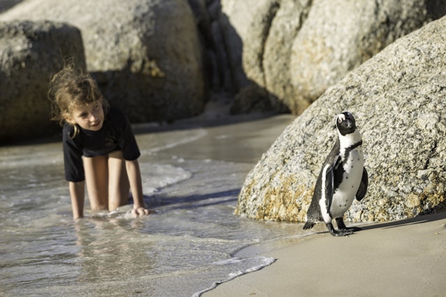 Young girl in shallow water follows a little jackass penguin, Boulders Beach National Park, Simon's Town, South Africa