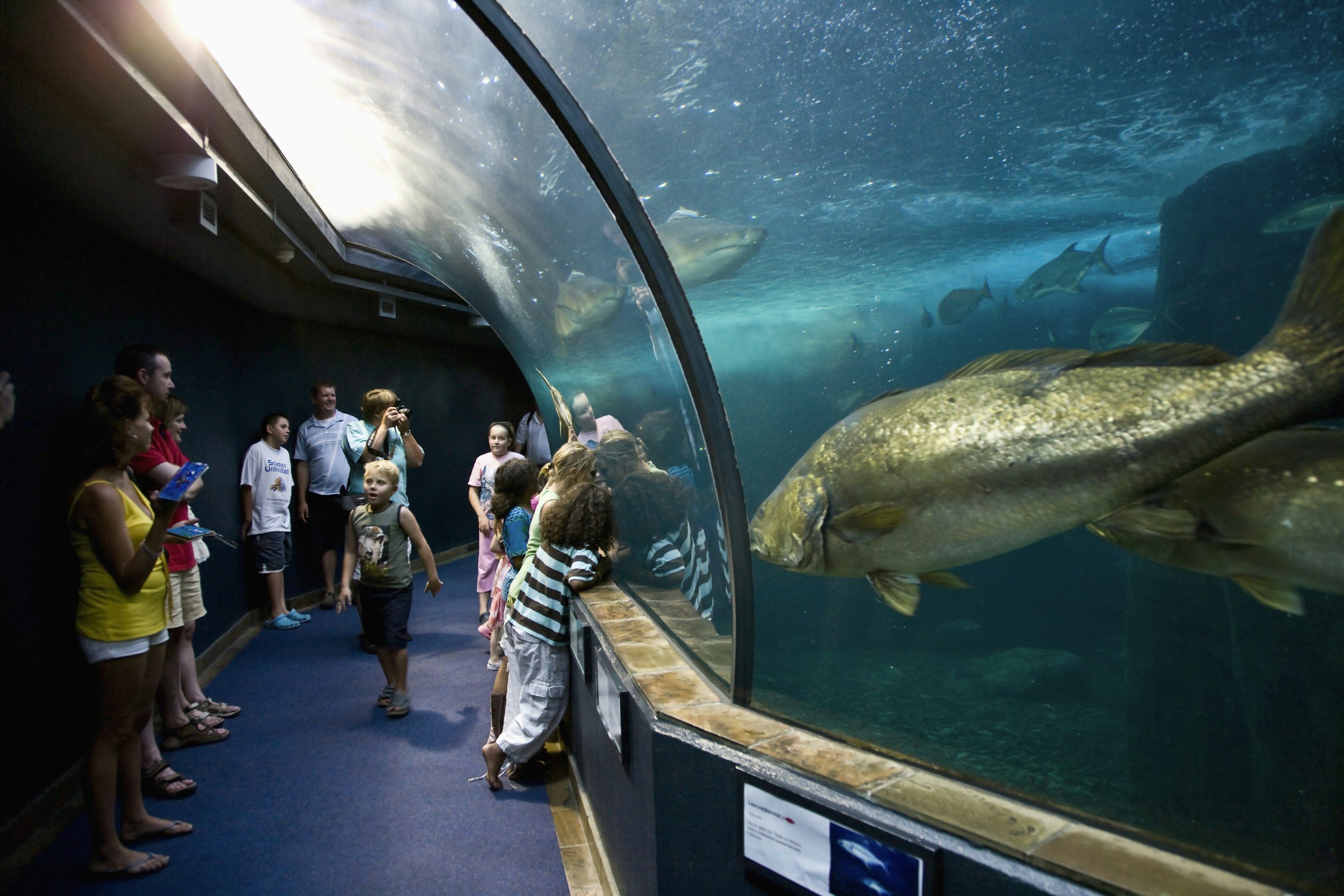 Kids looking at a giant gold-colored fish at Two Oceans Aquarium on the Victoria and Albert Waterfront, Cape Town