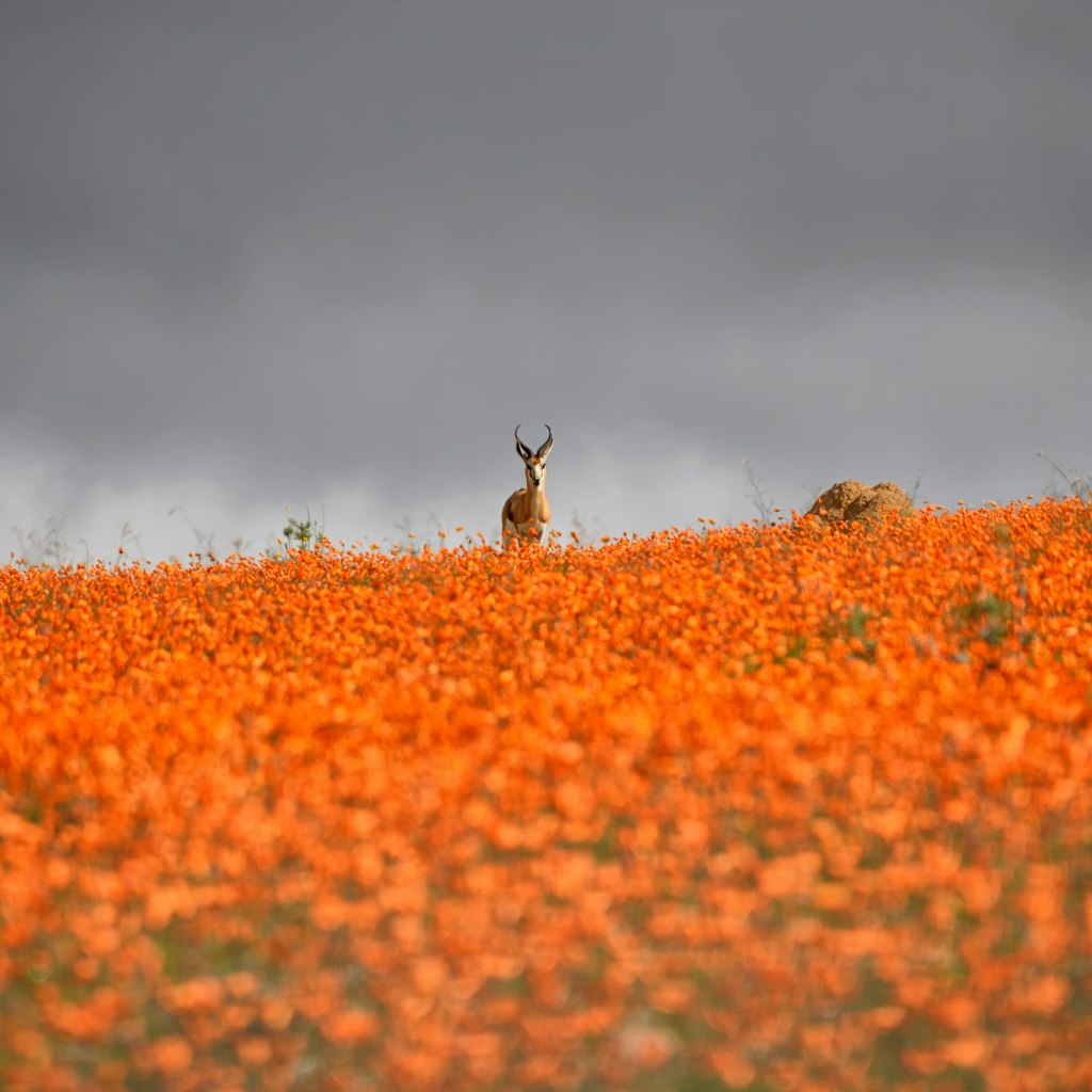 A Springbok ram stands on top of a ridge carpeted with orange Namaqua Daisies as a storm rolls across the Namaqualand in Southern Africa
603902648
Wildflower, Namaqualand, Overcast, Grass, Weather, Springbok, Gazelle, Brown, Wildlife, Nature, Africa, Plant, Horned, Mammal, Animal, Mountain Ridge, Storm, fynbos, marsupialis, namaqua
Waiting For The Storm - stock photo
A Springbok ram stands on top of a ridge carpeted with orange Namaqua Daisies as a storm rolls across the Namaqualand in Southern Africa